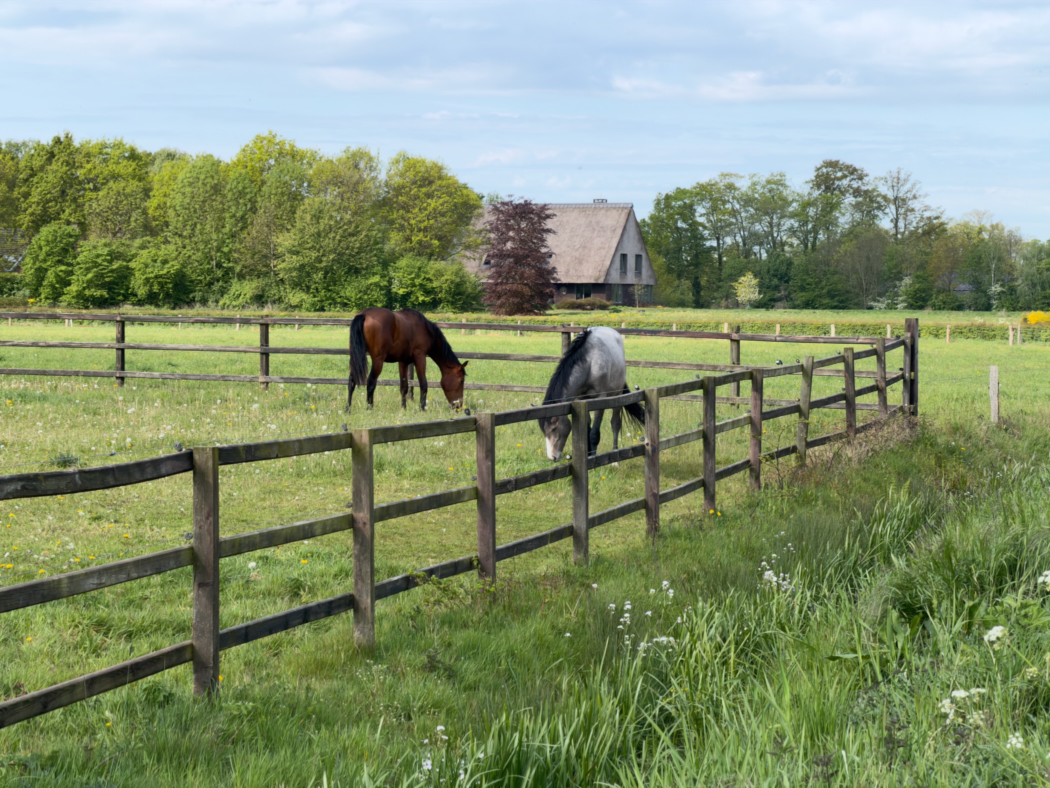 Two horses grazing in a paddock with a wooden fence and a farmhouse beyond the trees