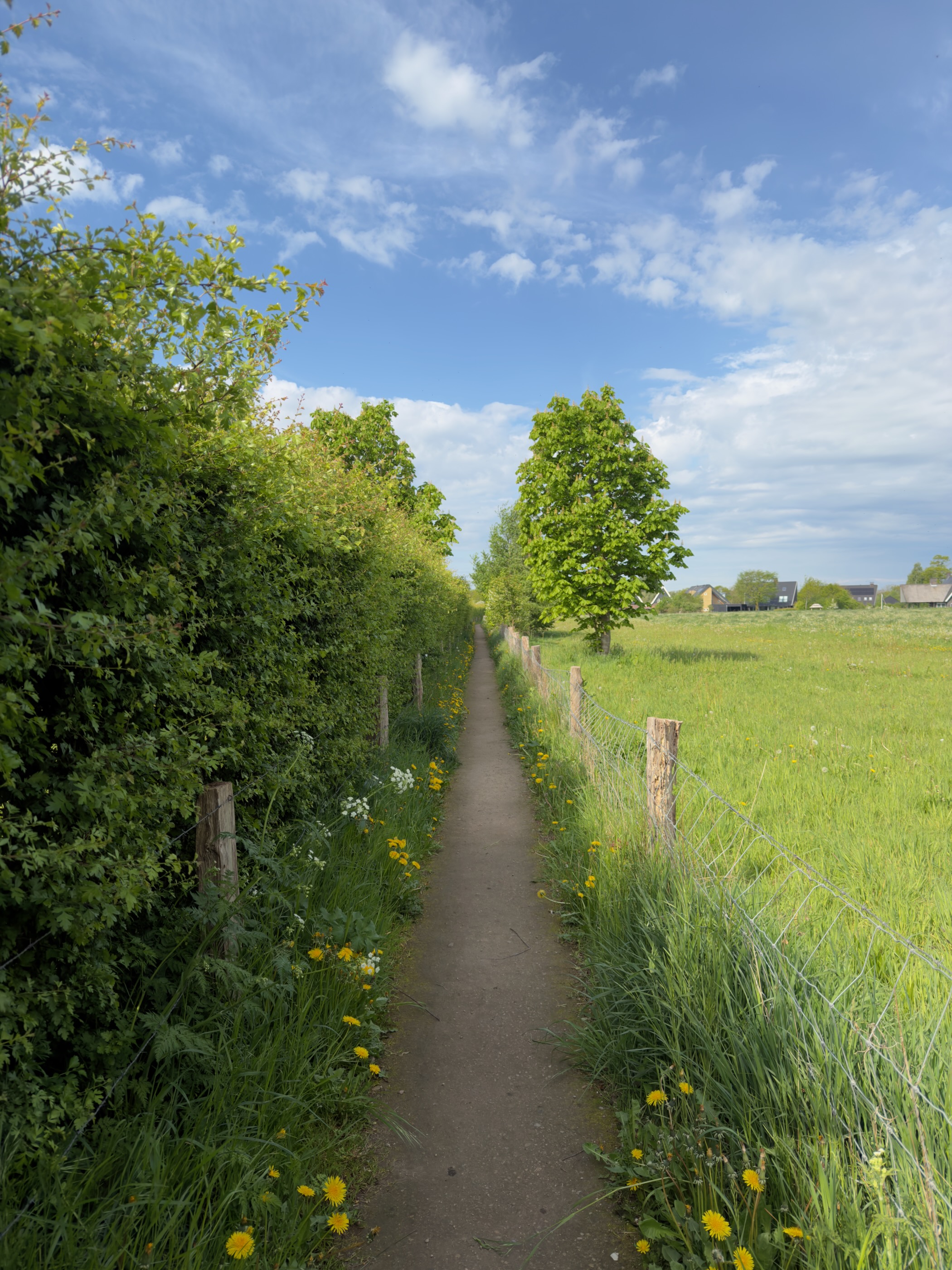 Narrow earth footpath between a tall hedge and a meadow scattered with dandelions