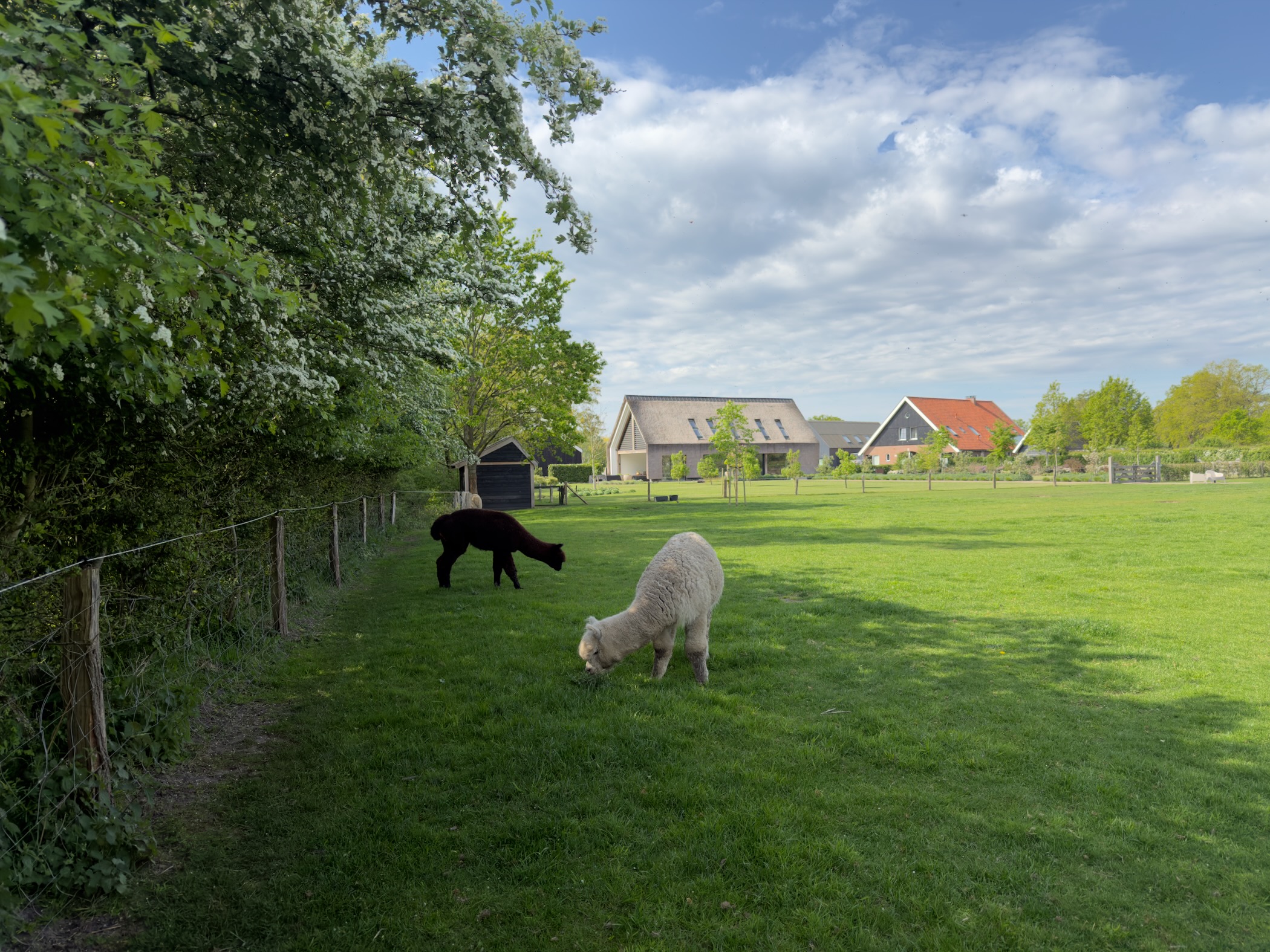 Black alpaca and a white sheep grazing in a paddock beside houses