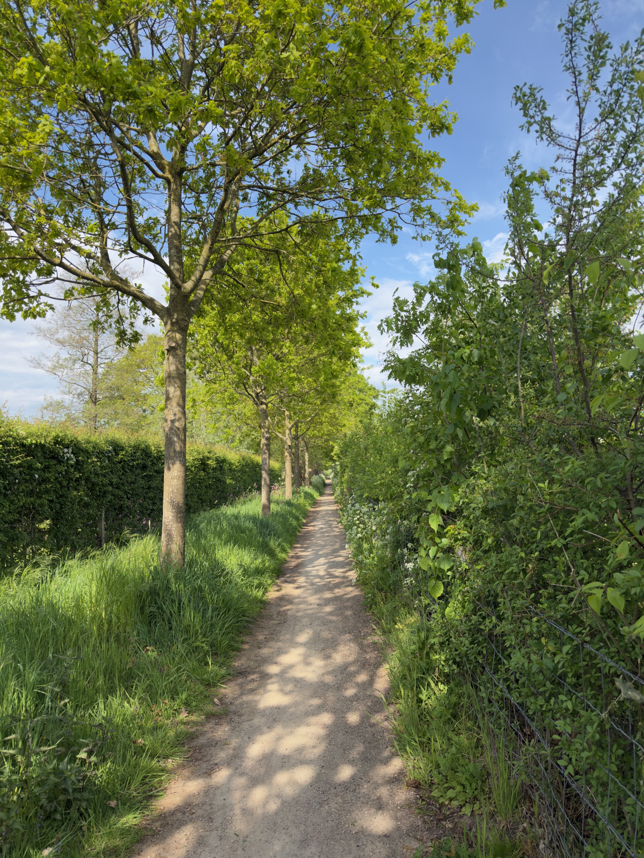 Tree-lined sandy path running between a clipped hedge and shrubs in dappled sunlight