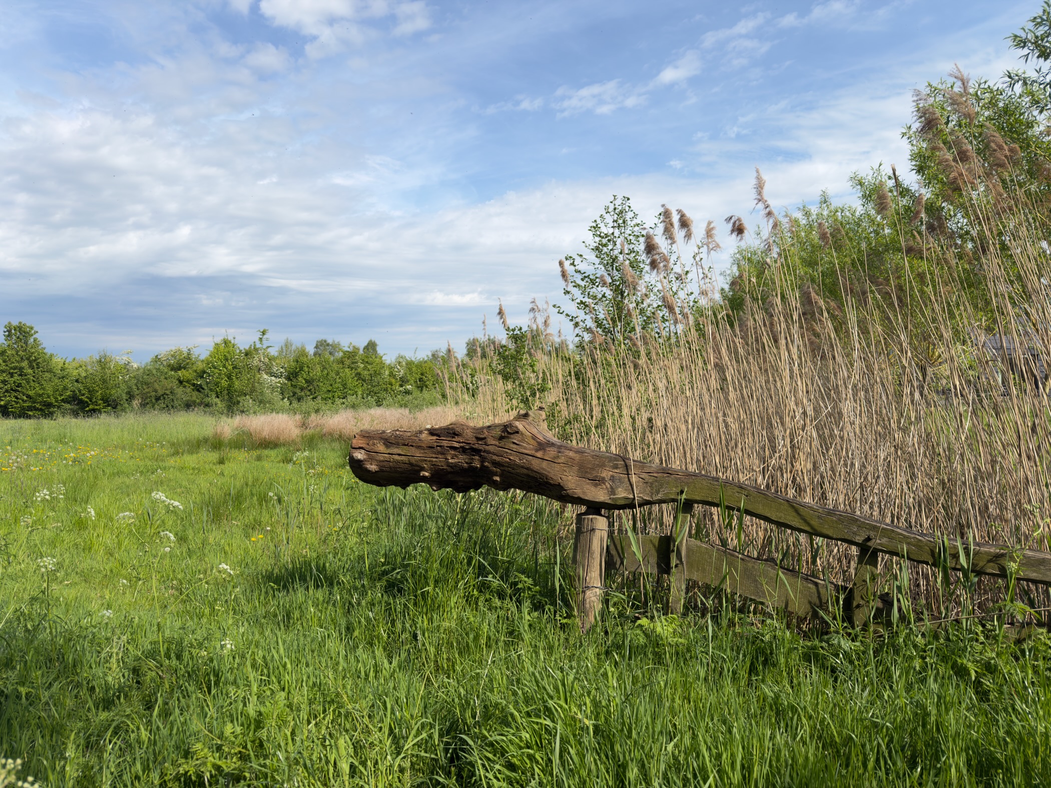 Weathered wooden fence in a meadow with reeds and tall grasses under a cloudy sky