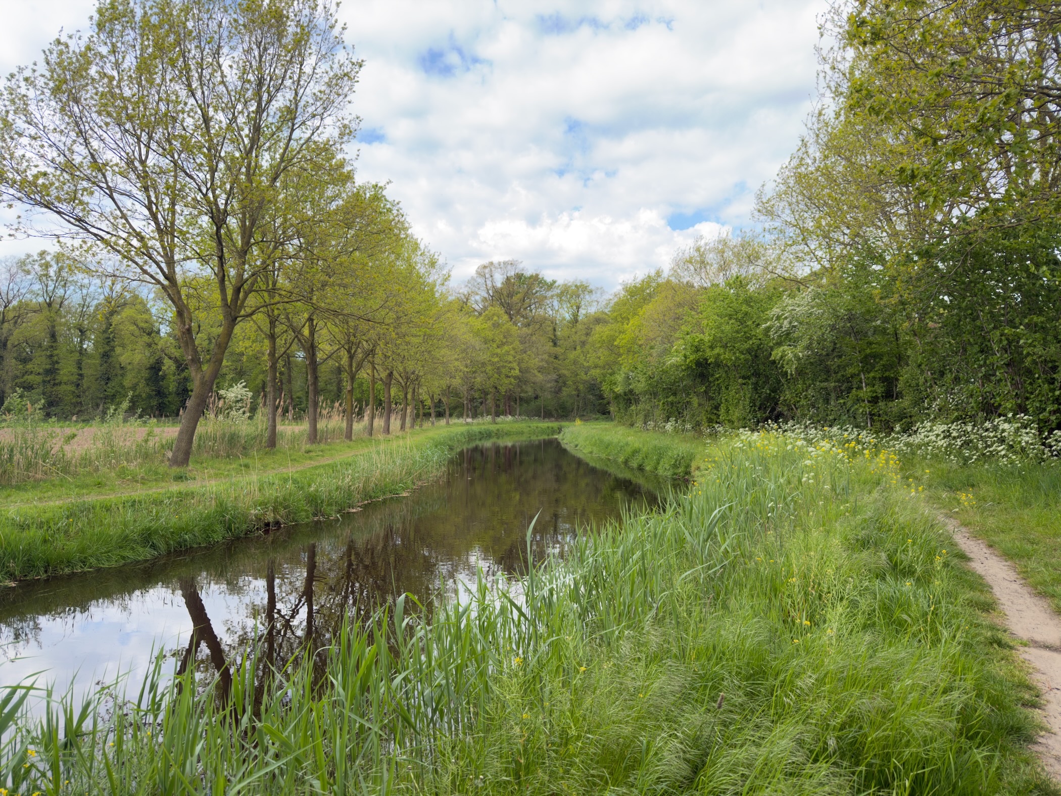 Tree-lined canal with reeds along the bank and a grassy path running beside the water