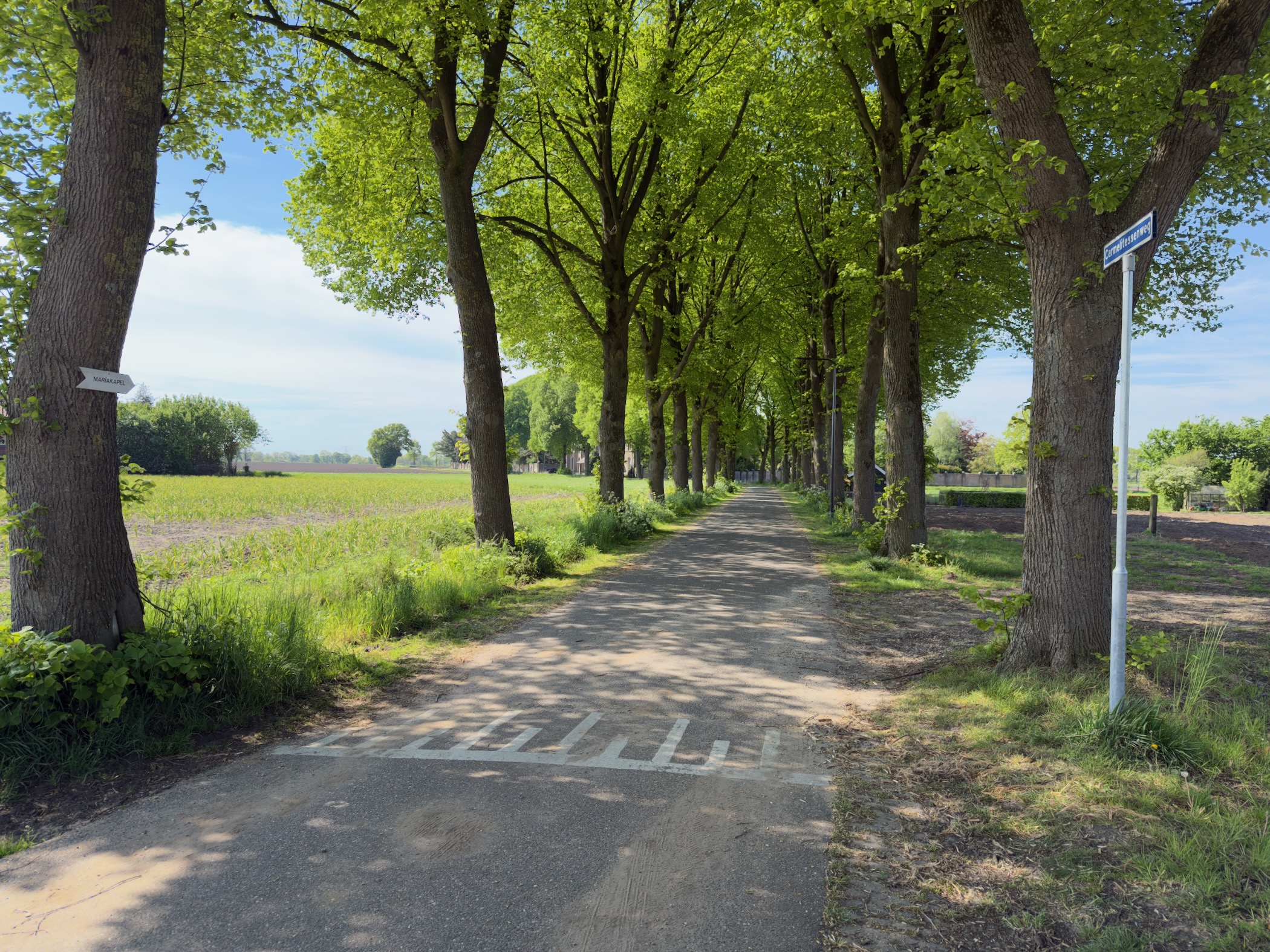 Avenue of mature lime trees lining a quiet country lane with fields on either side