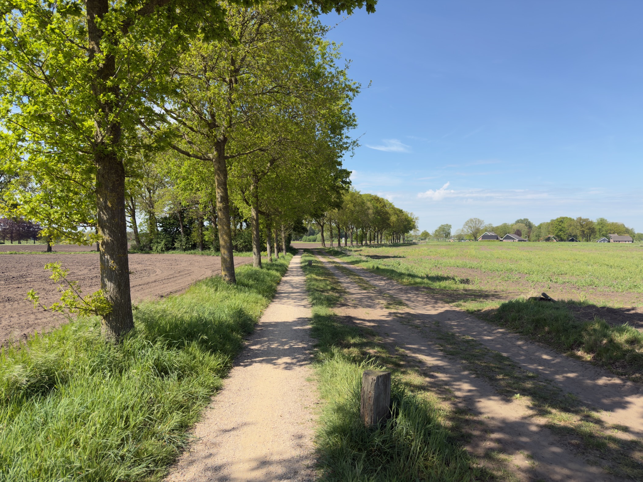 Tree-lined gravel track between a ploughed field and an open meadow under a blue sky