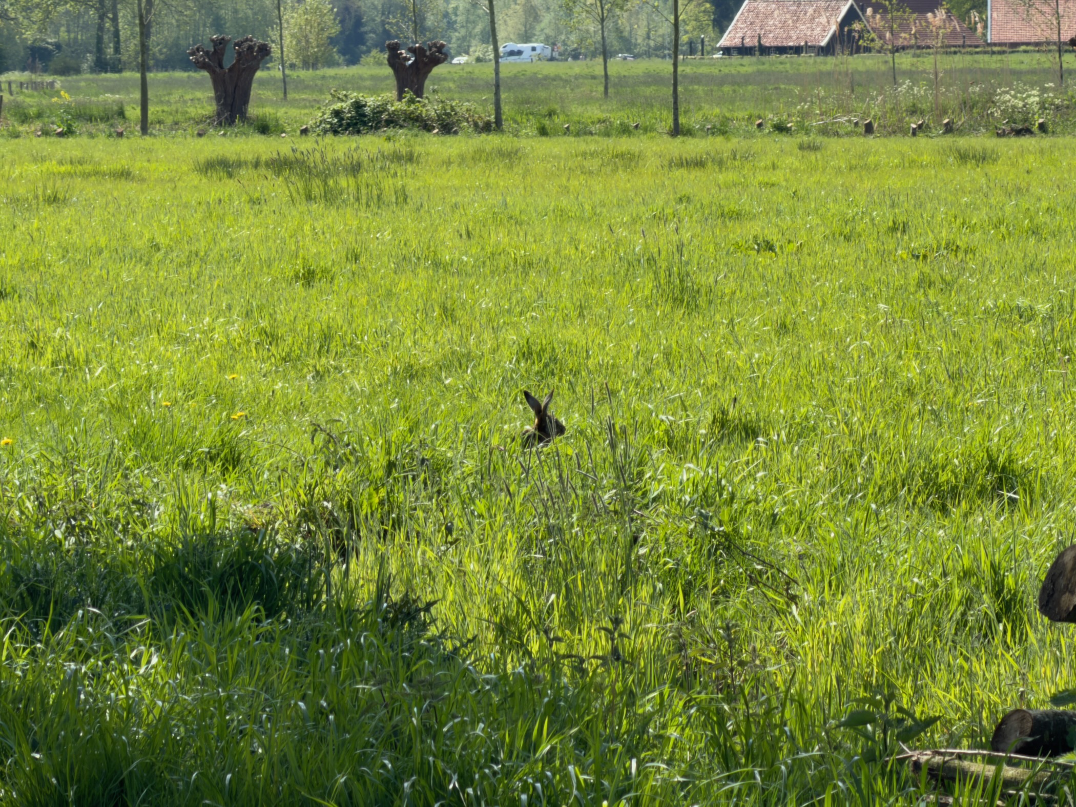 Brown hare sitting in tall grass in a meadow with pollarded trees behind