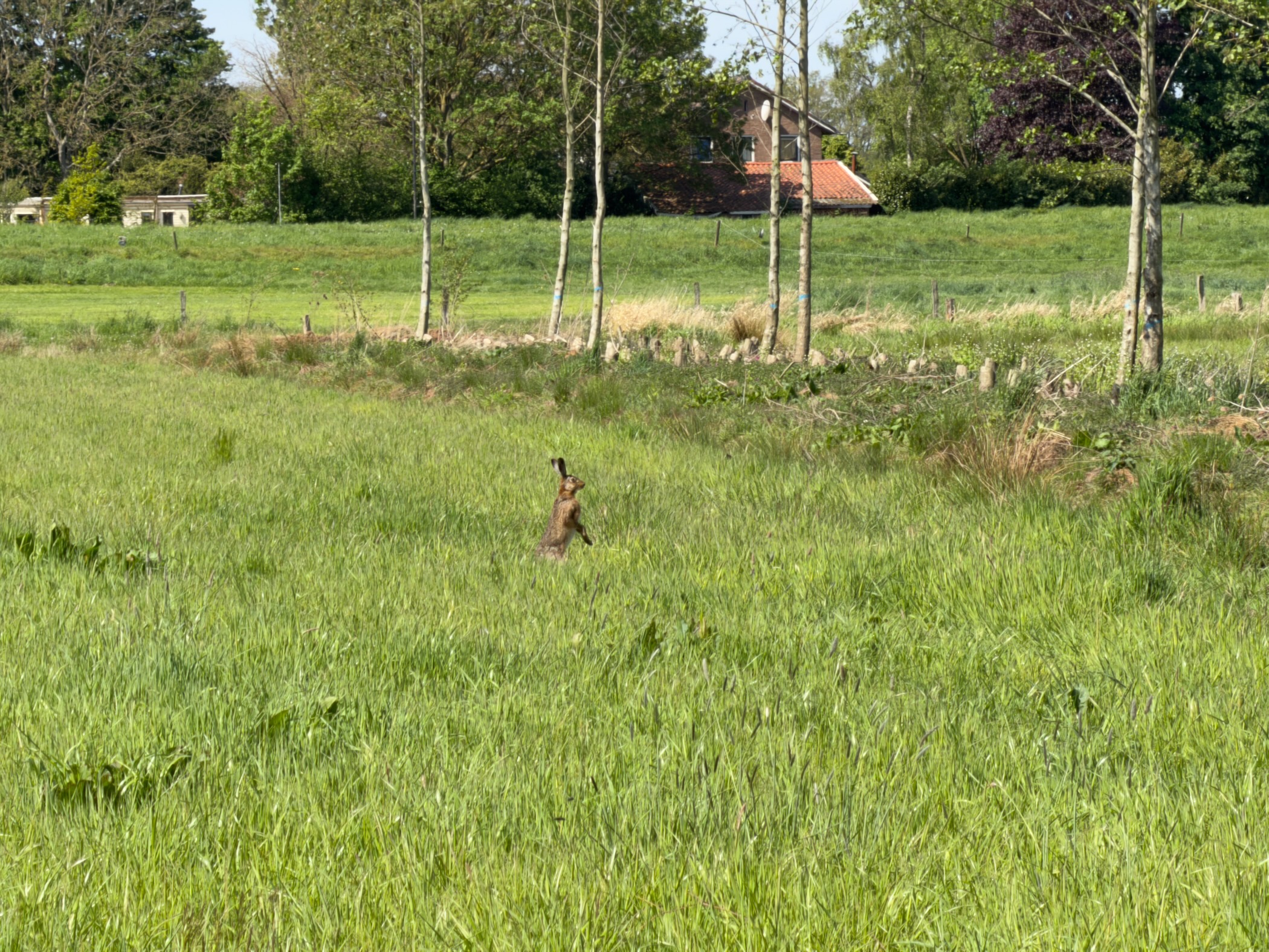 Brown hare standing upright in a grassy field with birch trees and a farmhouse beyond