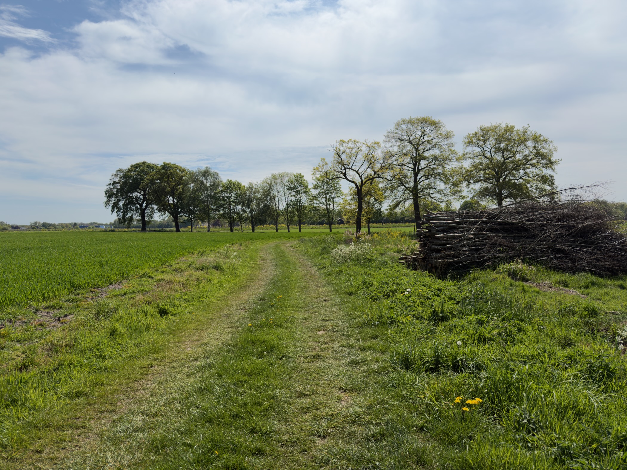 Grass track beside an arable field with a row of trees and a stack of brushwood