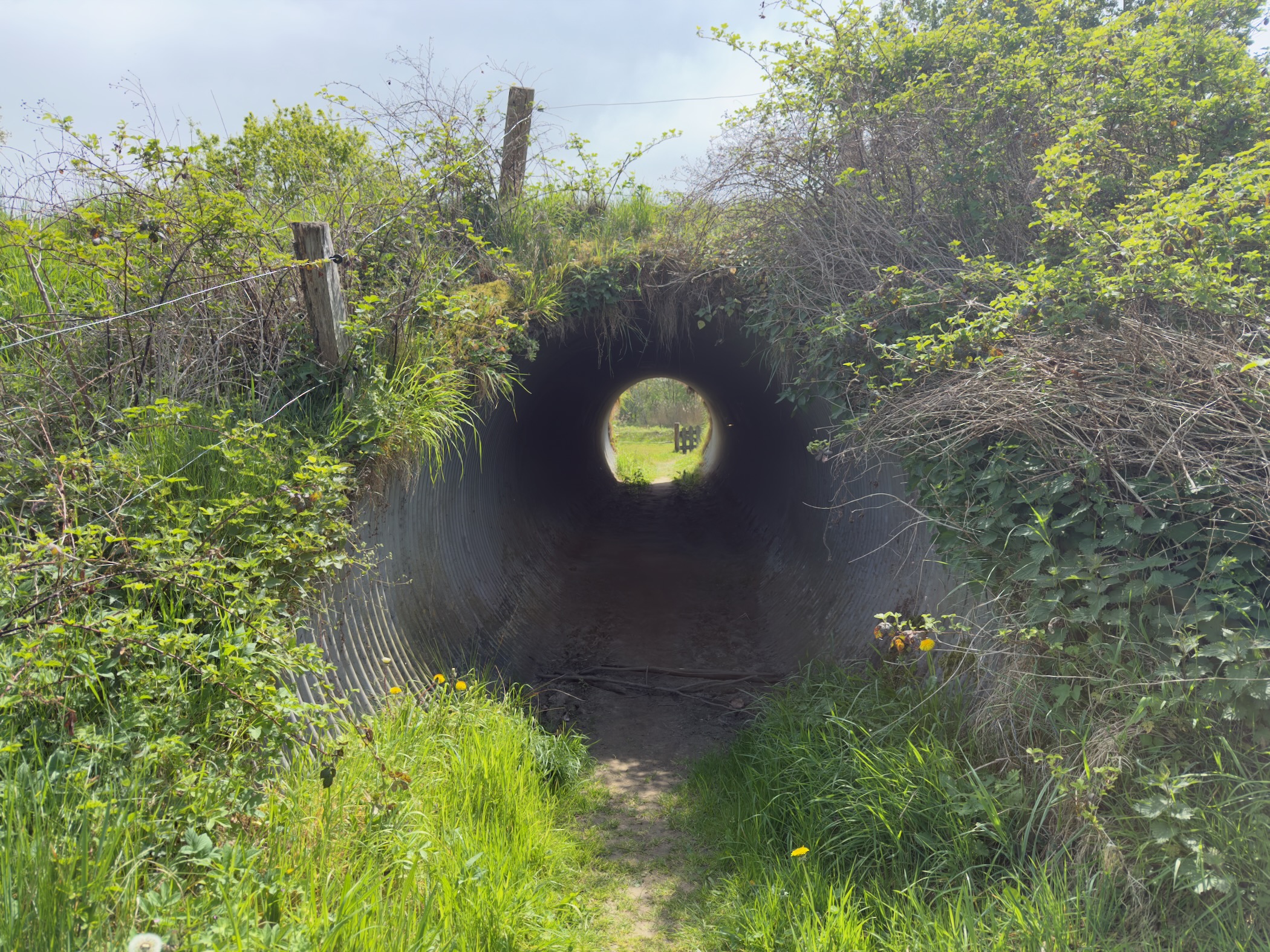 Round concrete tunnel passing under a road, framed by overgrown shrubs and grasses