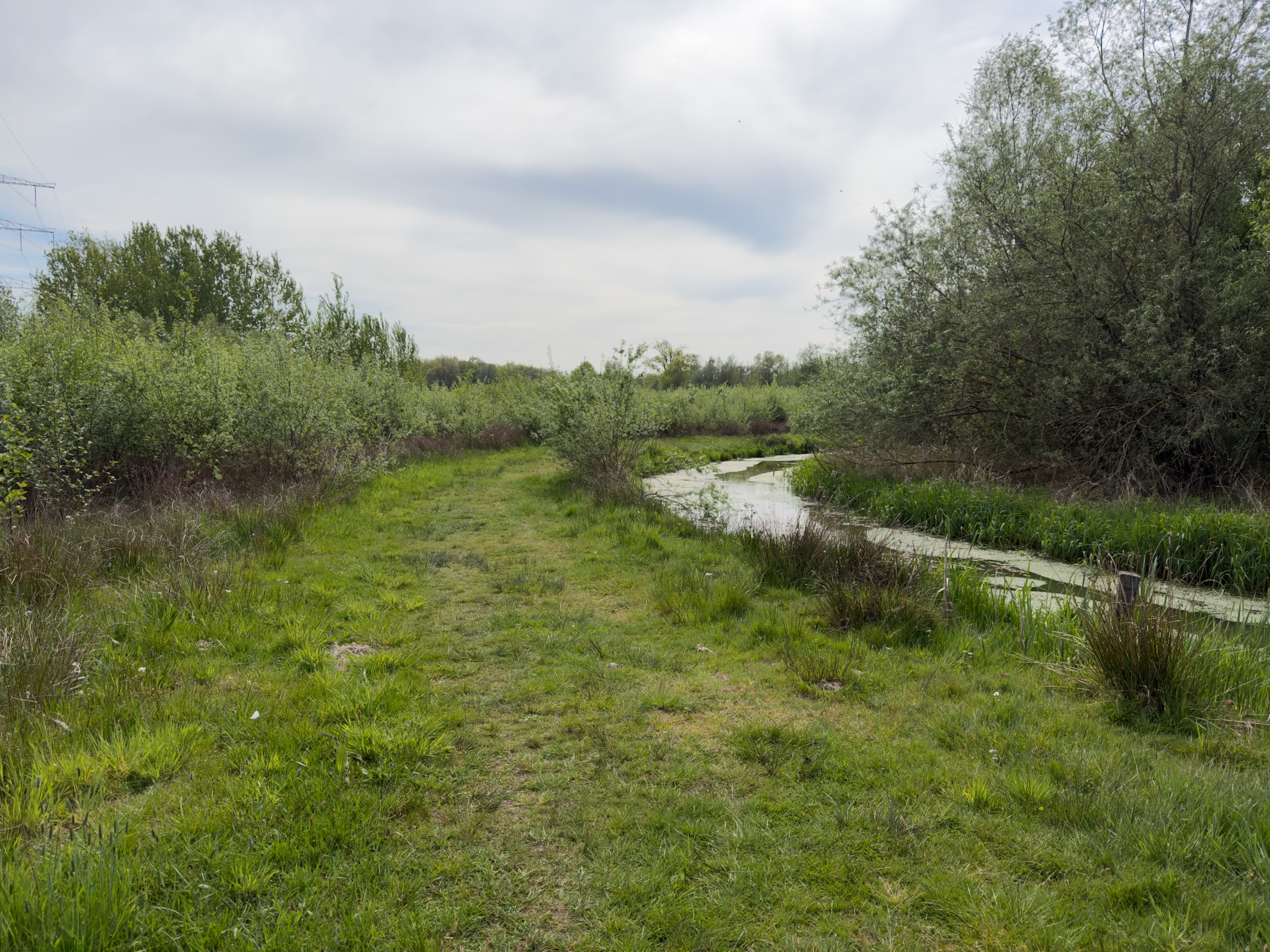 Grassy path beside a small meandering stream with willows under a cloudy sky