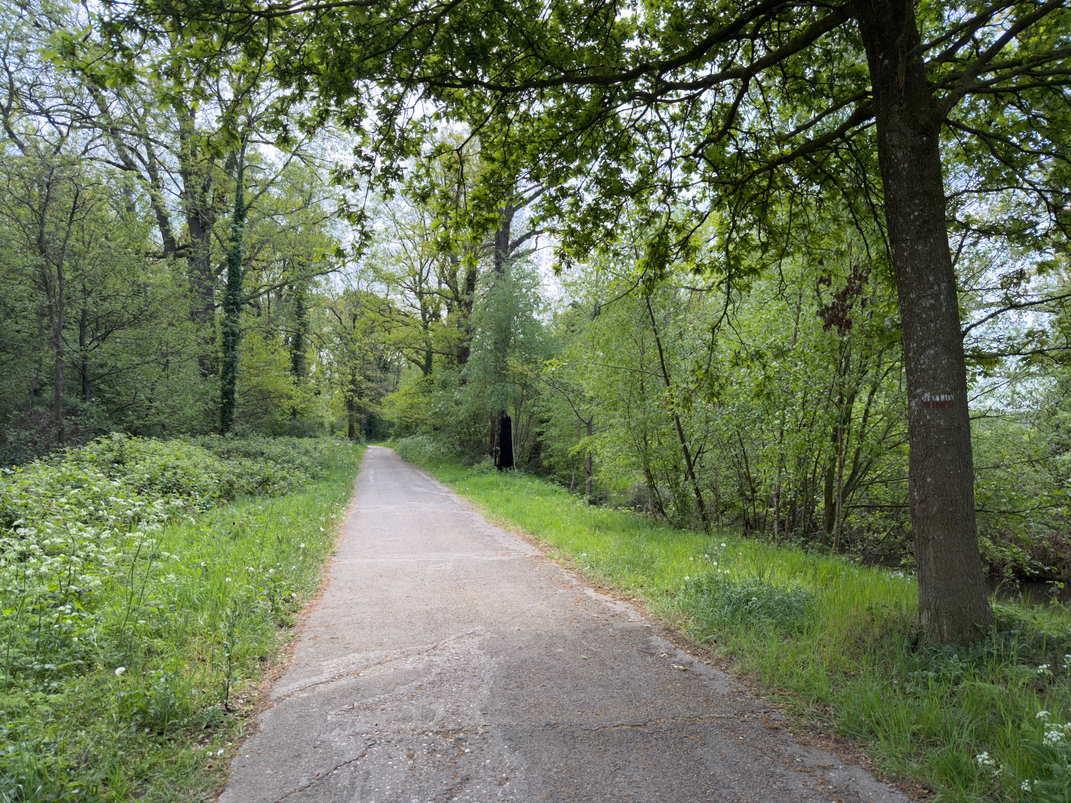 Paved forest path beneath broad oaks with verges of cow parsley