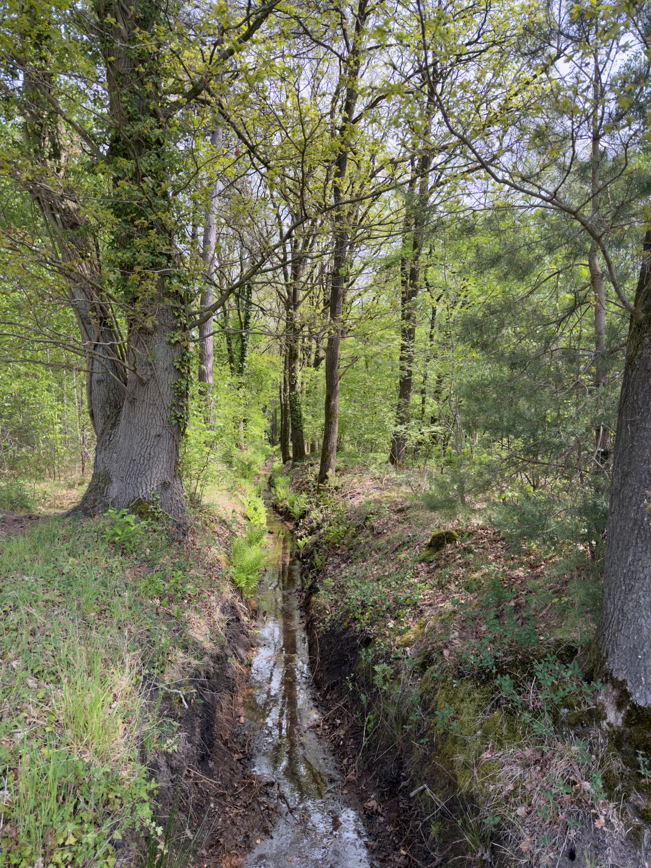 Narrow forest stream running between mossy banks beneath beech and oak trees