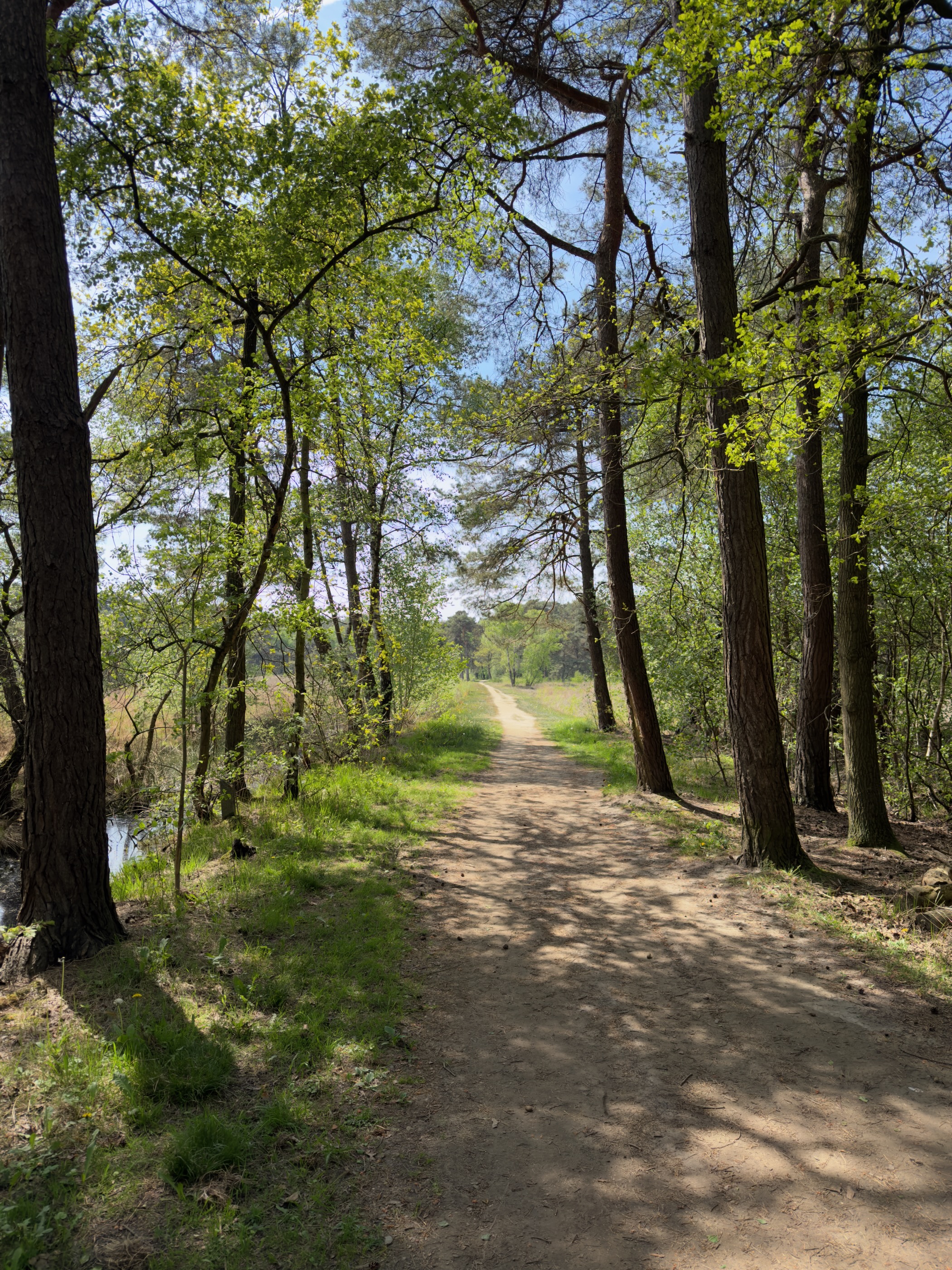 Sandy path winding through a mixed pine and oak woodland in bright sunlight
