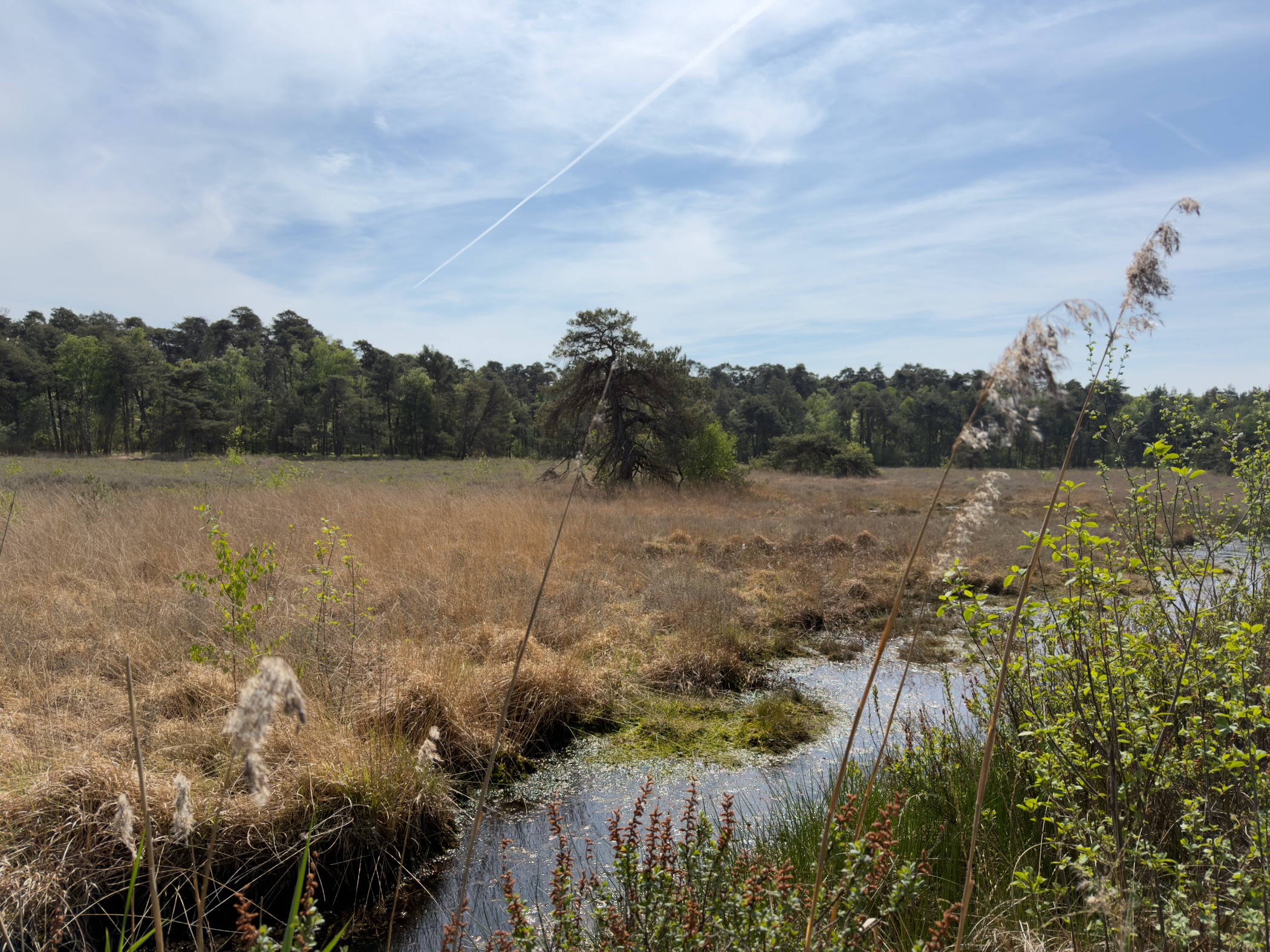 Heathland with a reed-fringed pool, pines on the horizon, and a partly bare tree
