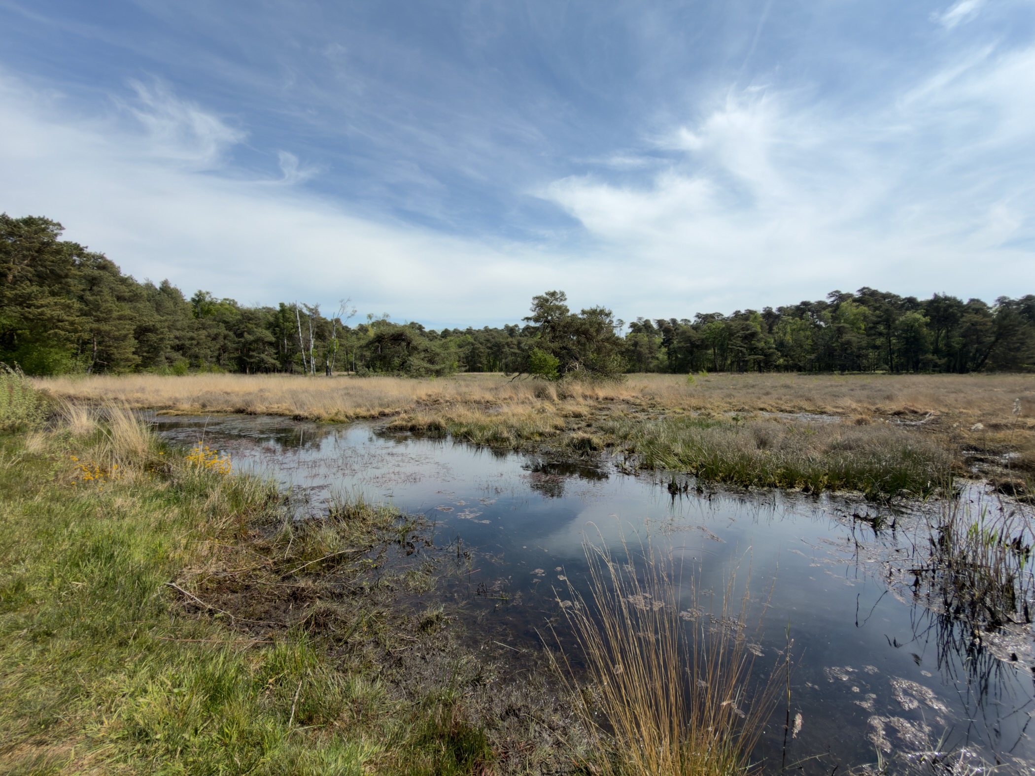 Heath pond reflecting the sky with grasses and pinewood beyond