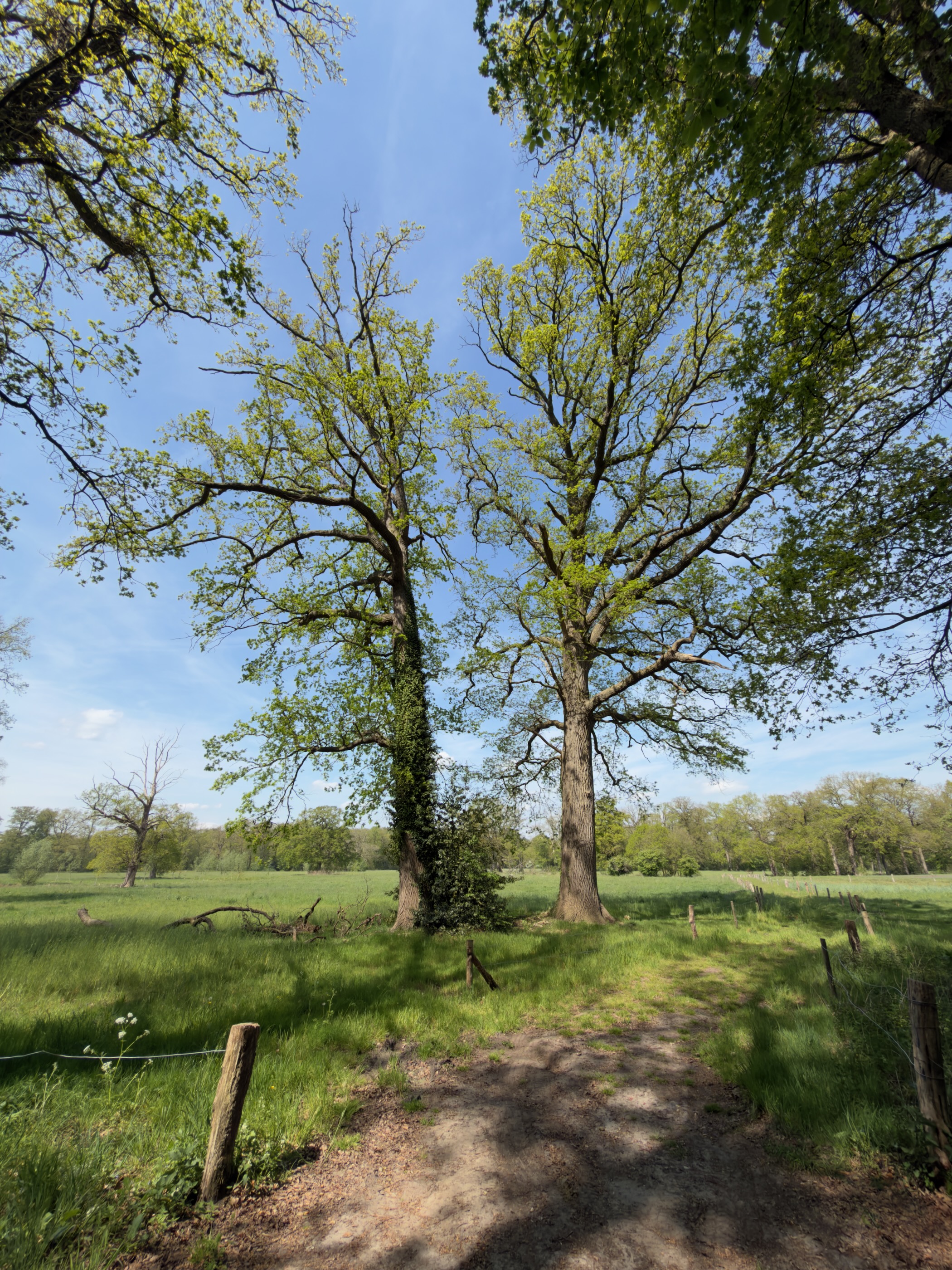 Two large oak trees beside a fenced track at the edge of a meadow