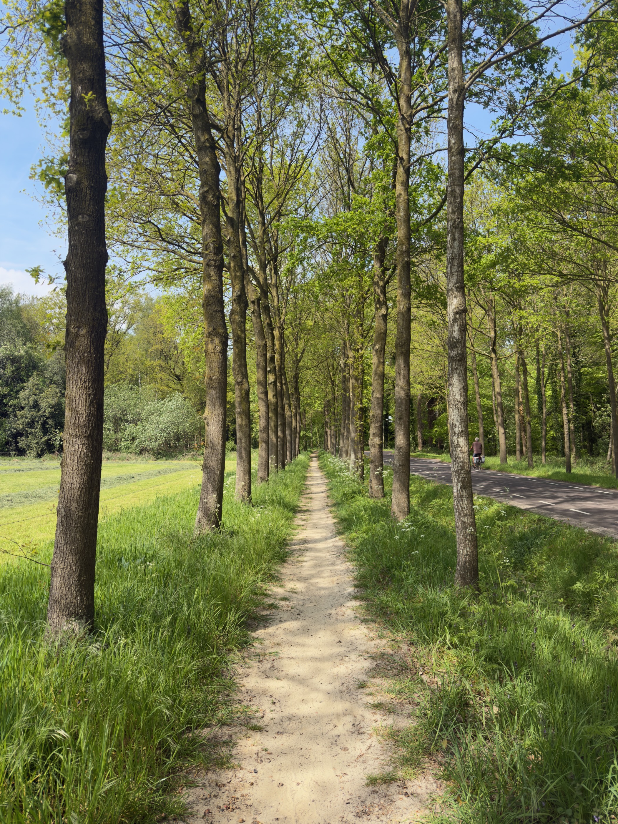 Long avenue of tall poplars lining a sandy path with grass verges