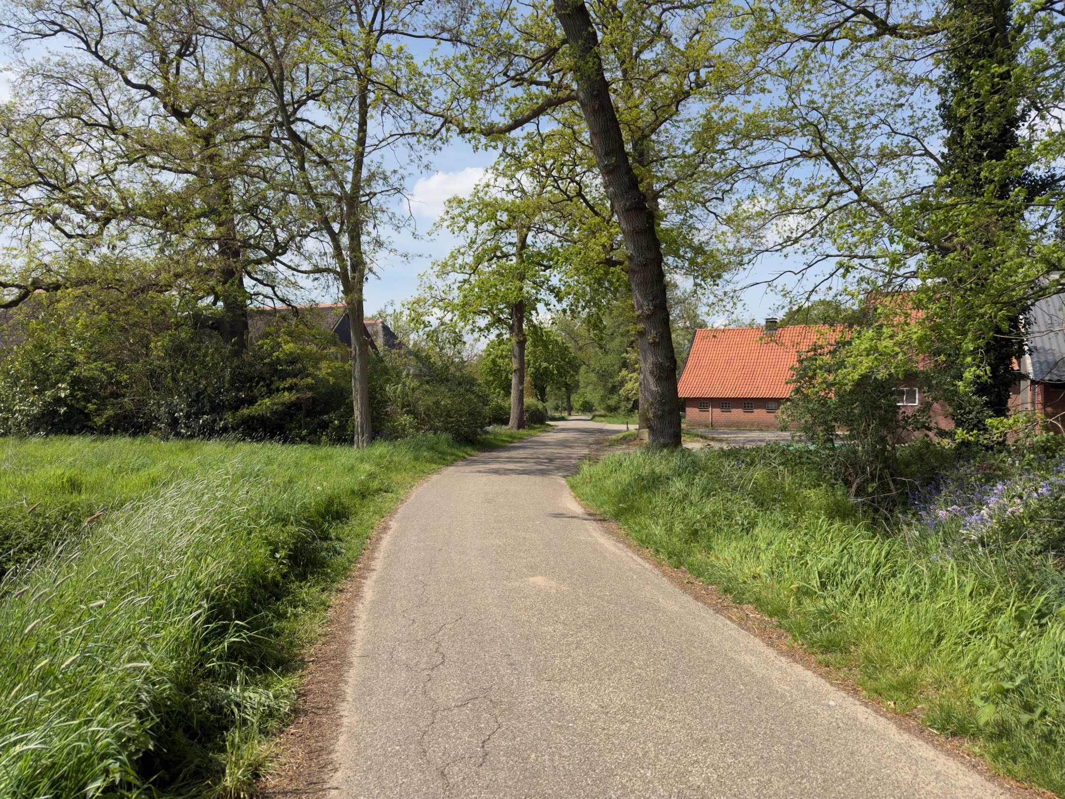 Quiet country lane curving past oak trees with a red-roofed farmhouse beyond