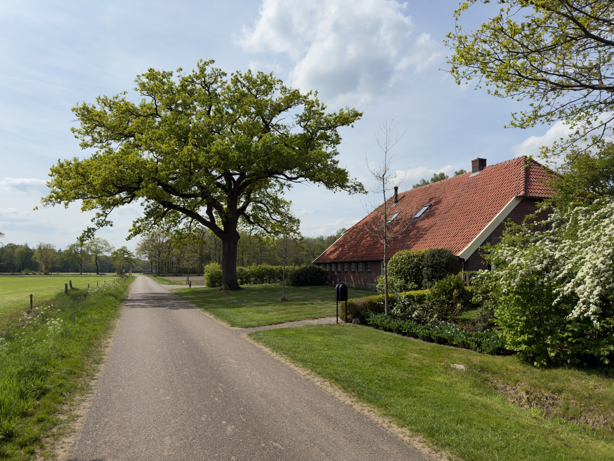 Country lane beside a broad oak tree with a traditional red-roofed Twente farmhouse