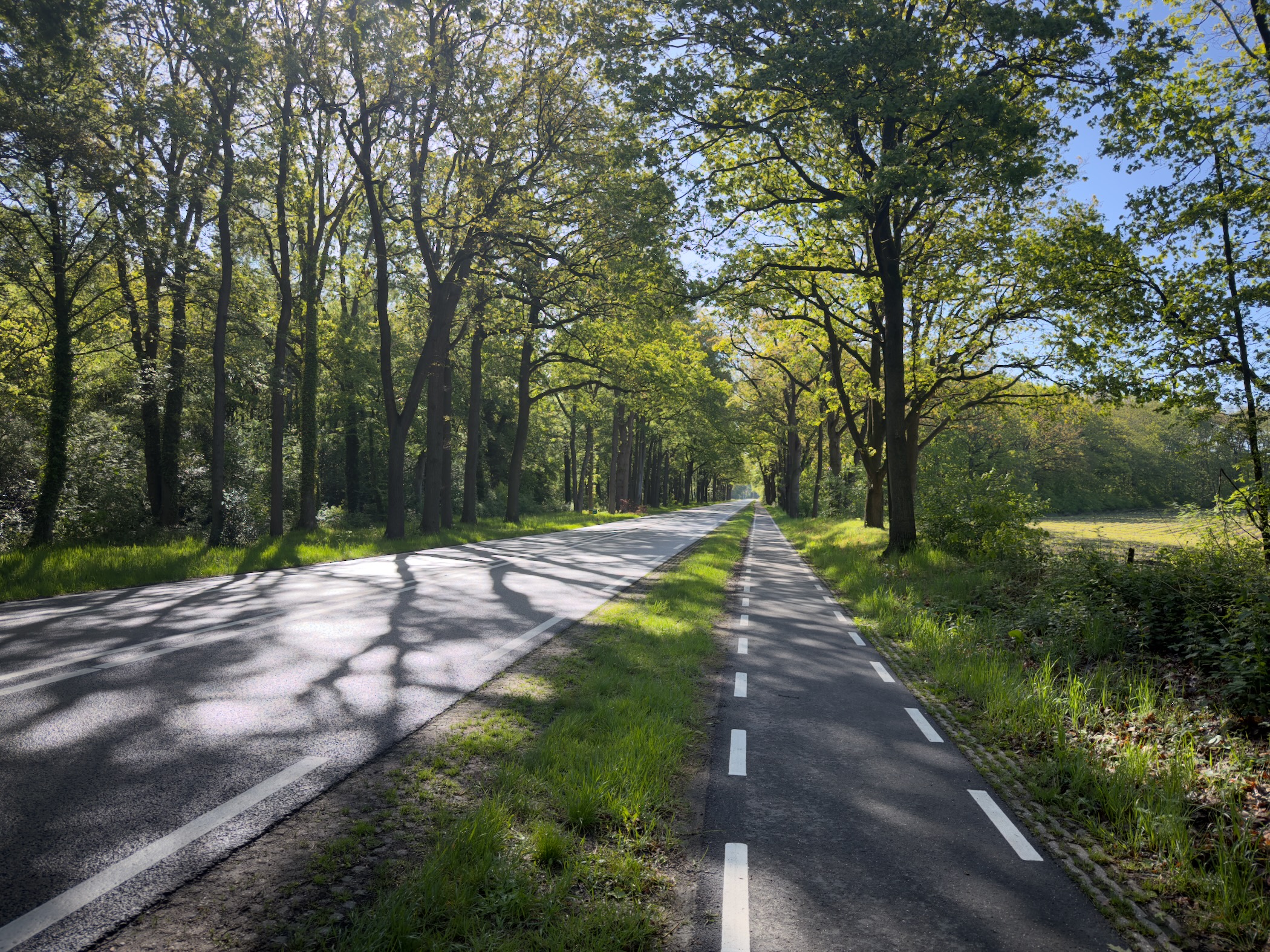 Tree-lined country road in early morning sun, with dappled shadows stretching across the asphalt