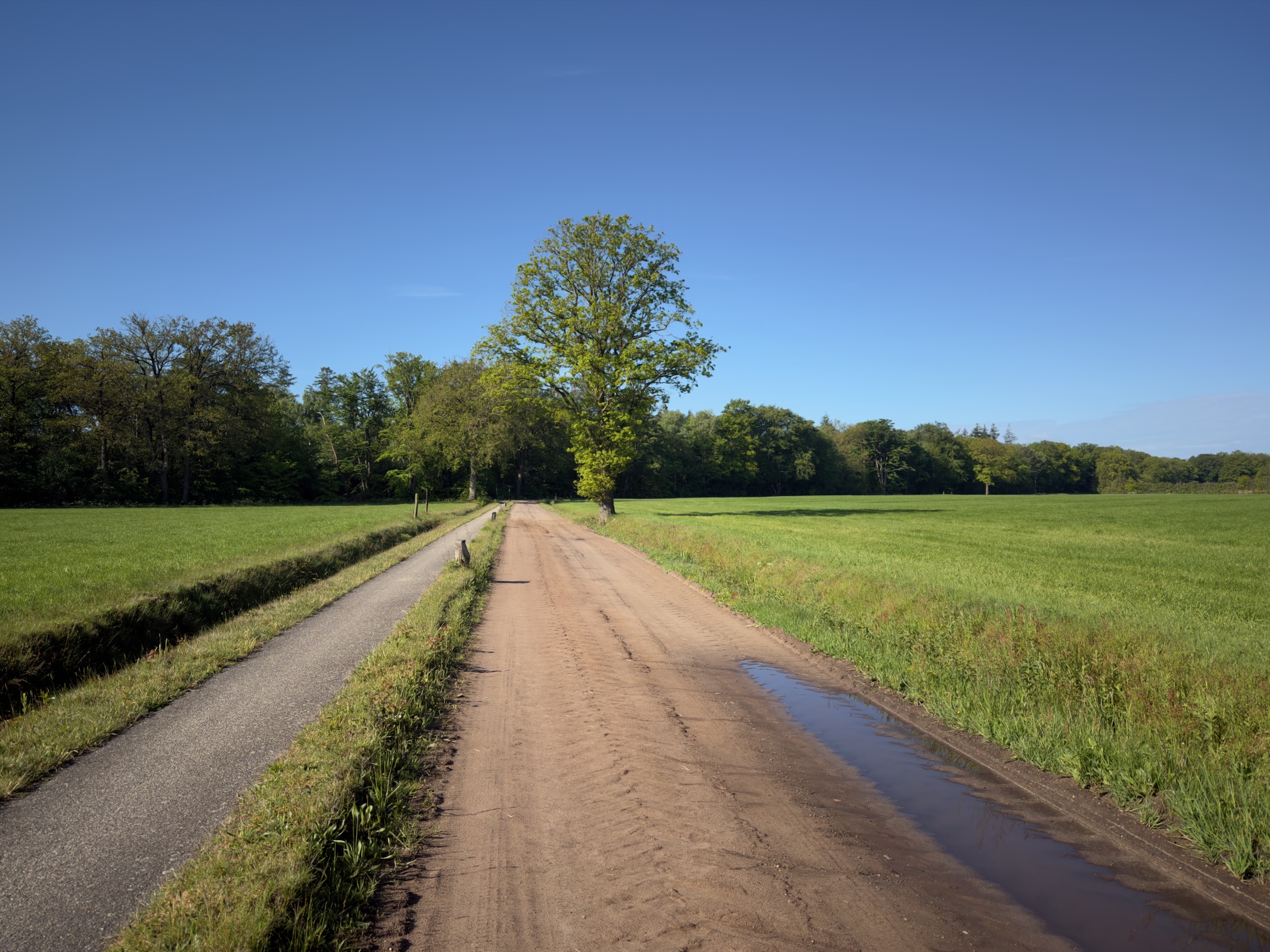 Sandy track between meadows leading to a single oak tree under a clear blue sky