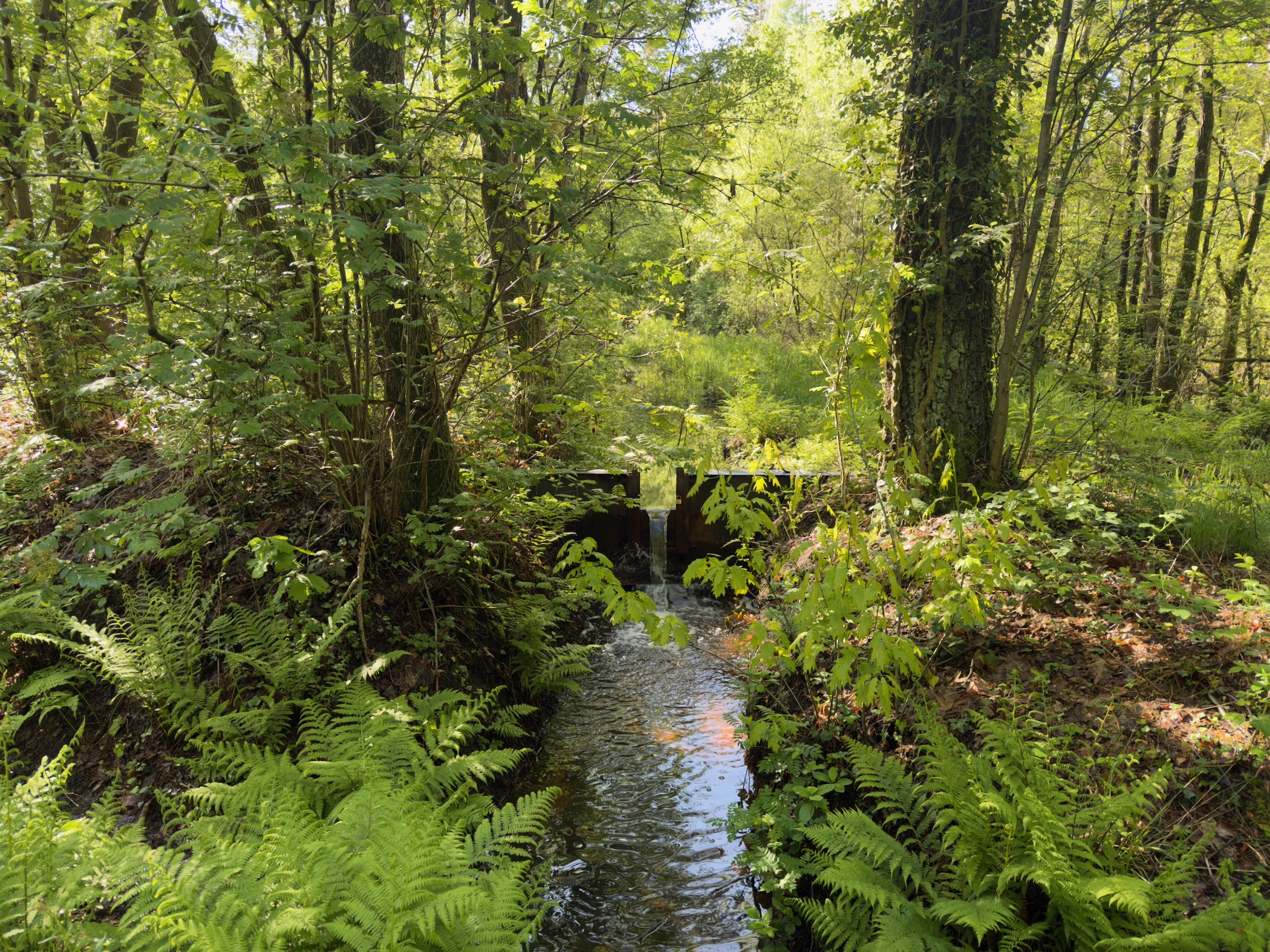 Small woodland stream flowing through a culvert, framed by ferns and fresh green foliage