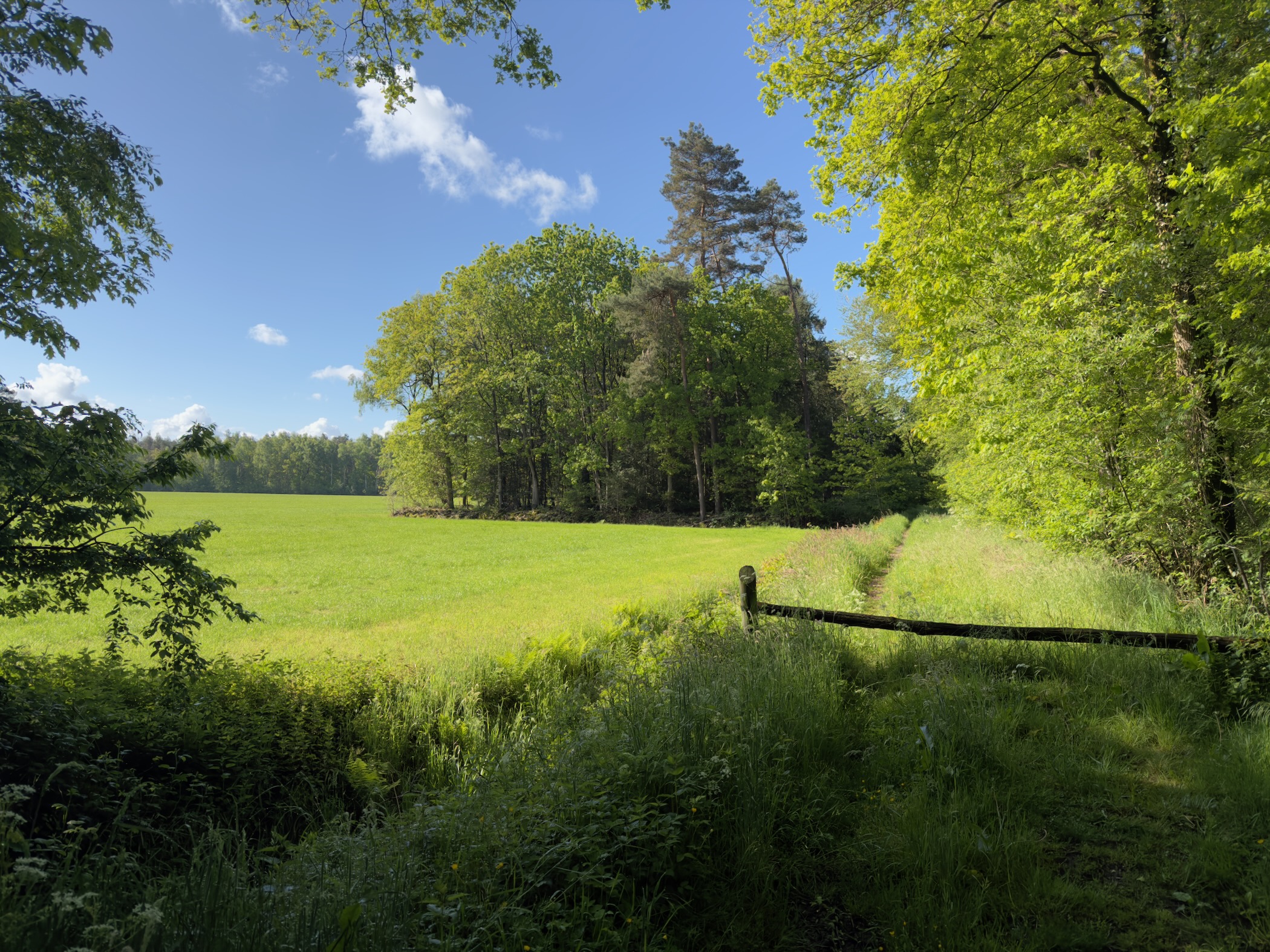 Open meadow bordered by a wooden fence and a stand of mature trees