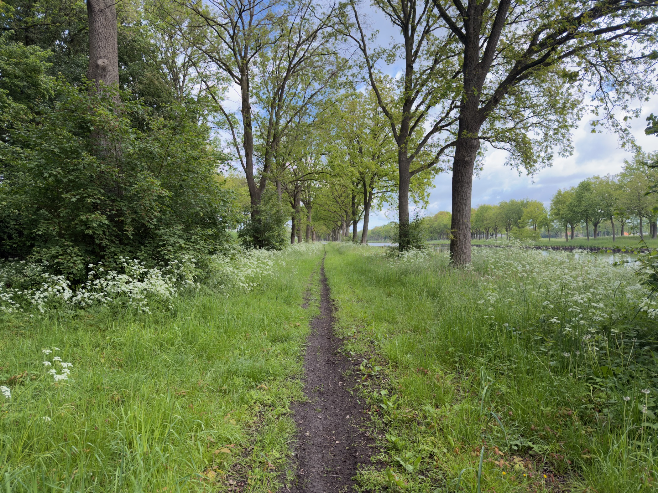 Footpath running through a wide grass strip between two rows of trees