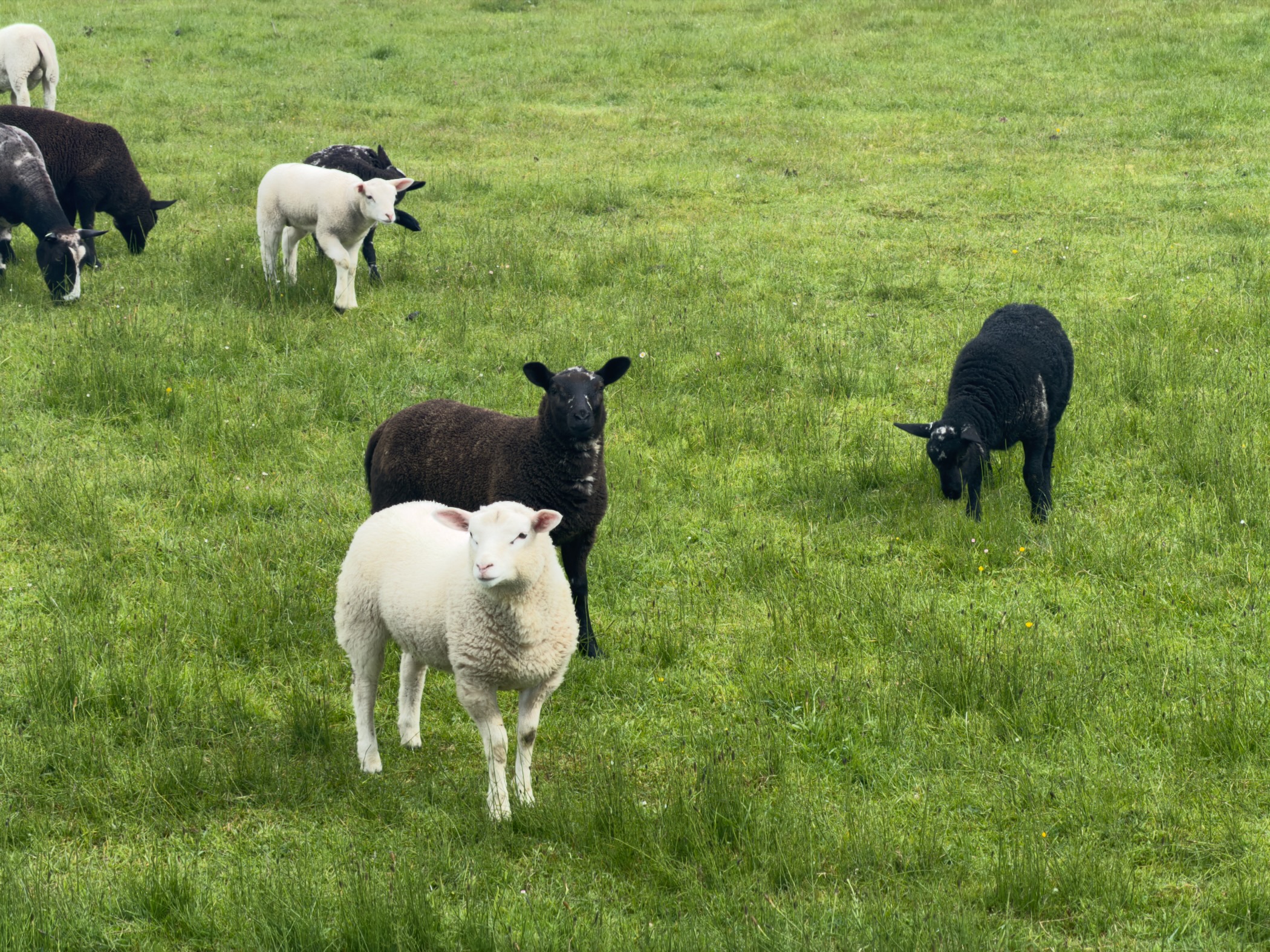 Mixed flock of black and white sheep with lambs grazing on a green meadow