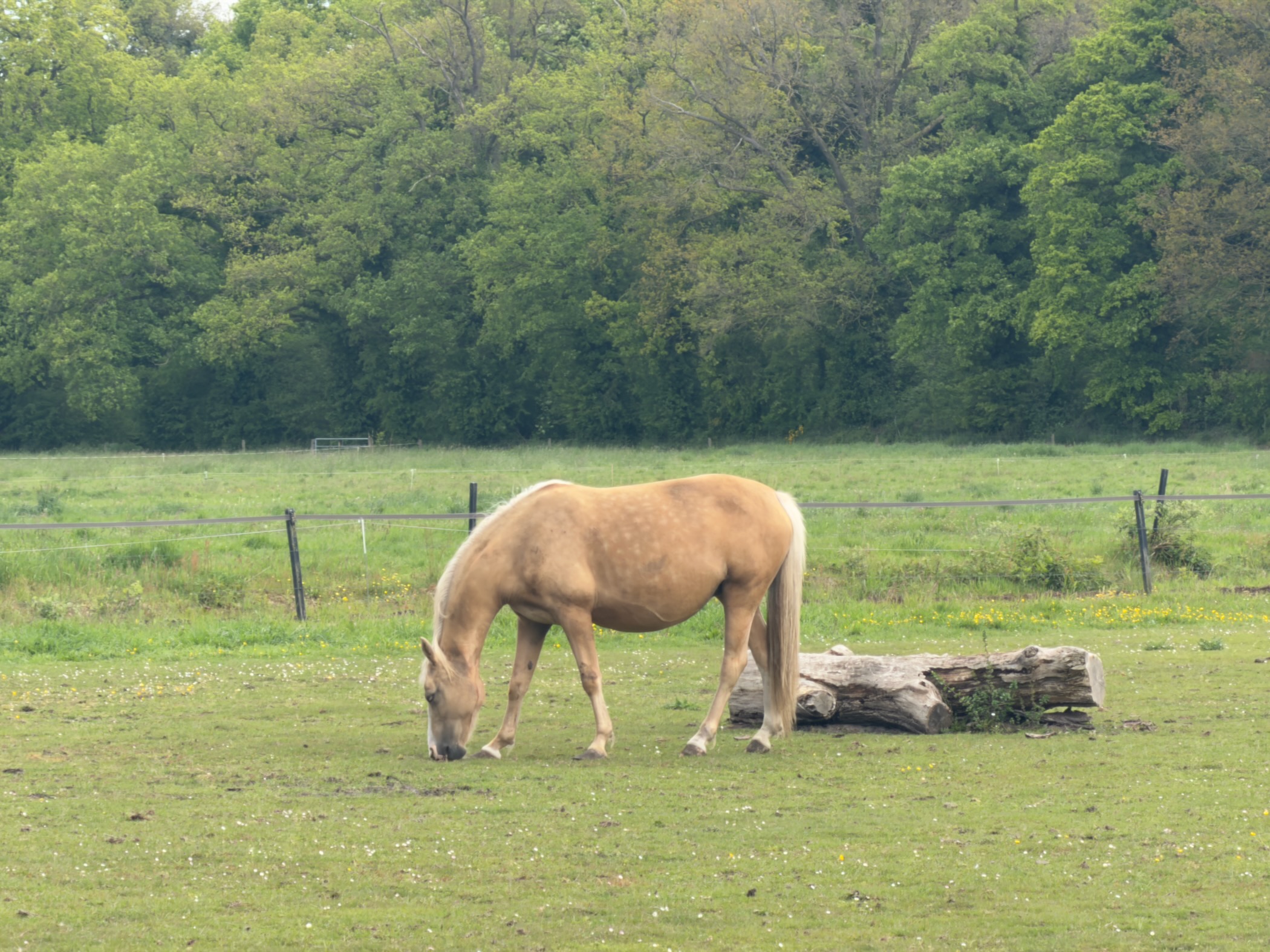 Palomino horse grazing alone in a fenced paddock with woods behind