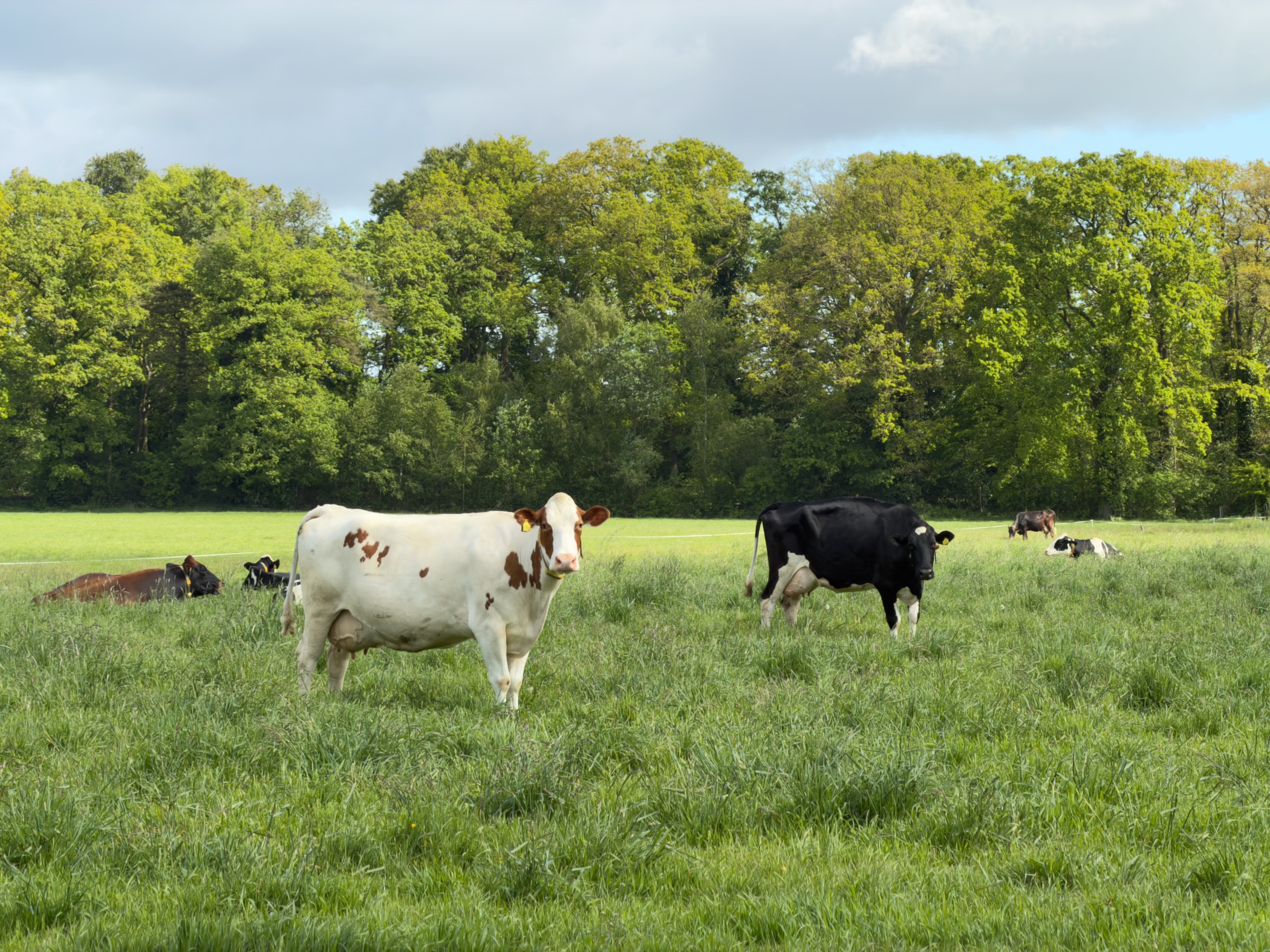 Black and white cows in a green pasture with a dense wood beyond
