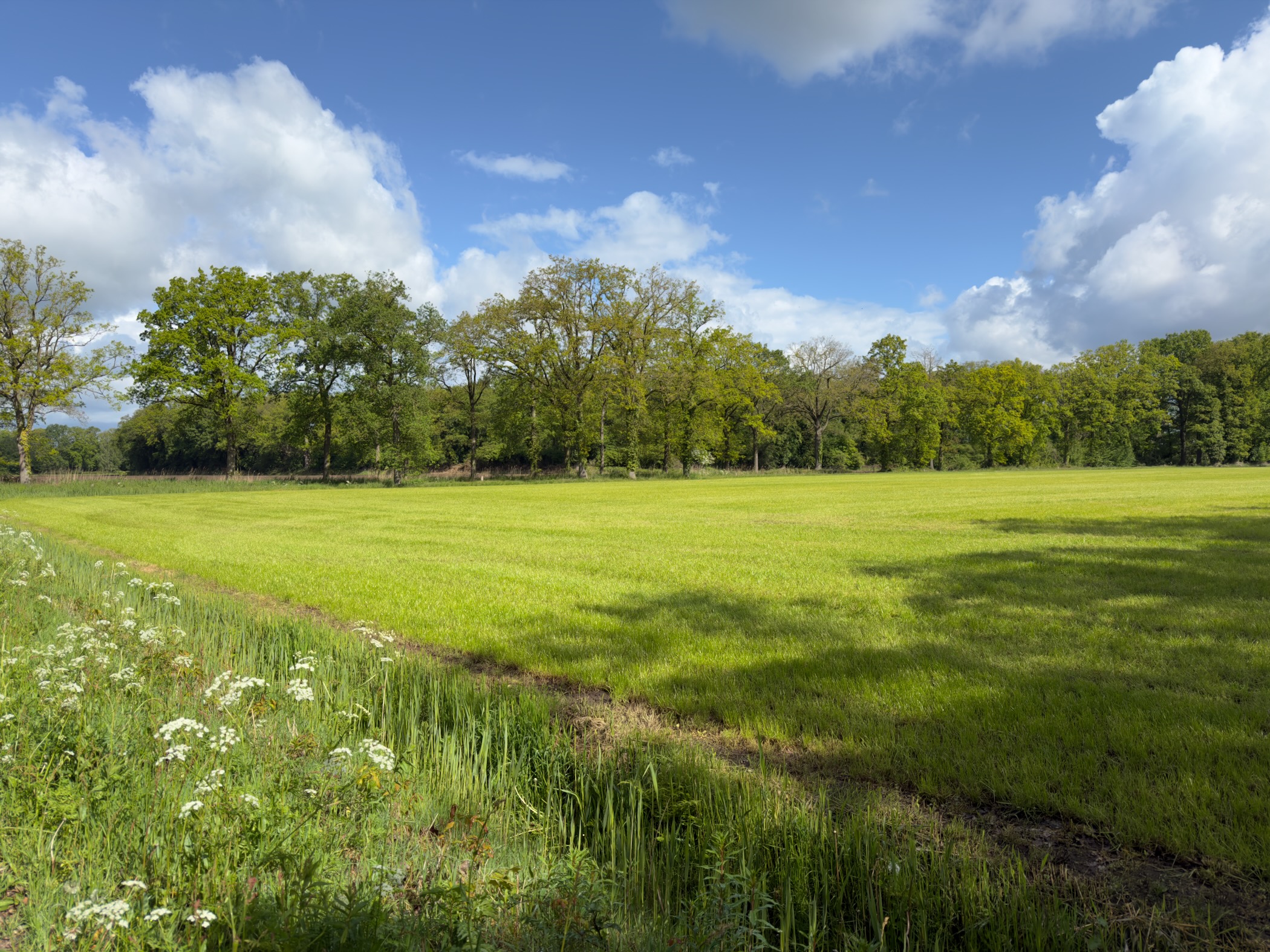 Wide green meadow with a band of oak trees in the middle distance under a cloud-streaked sky