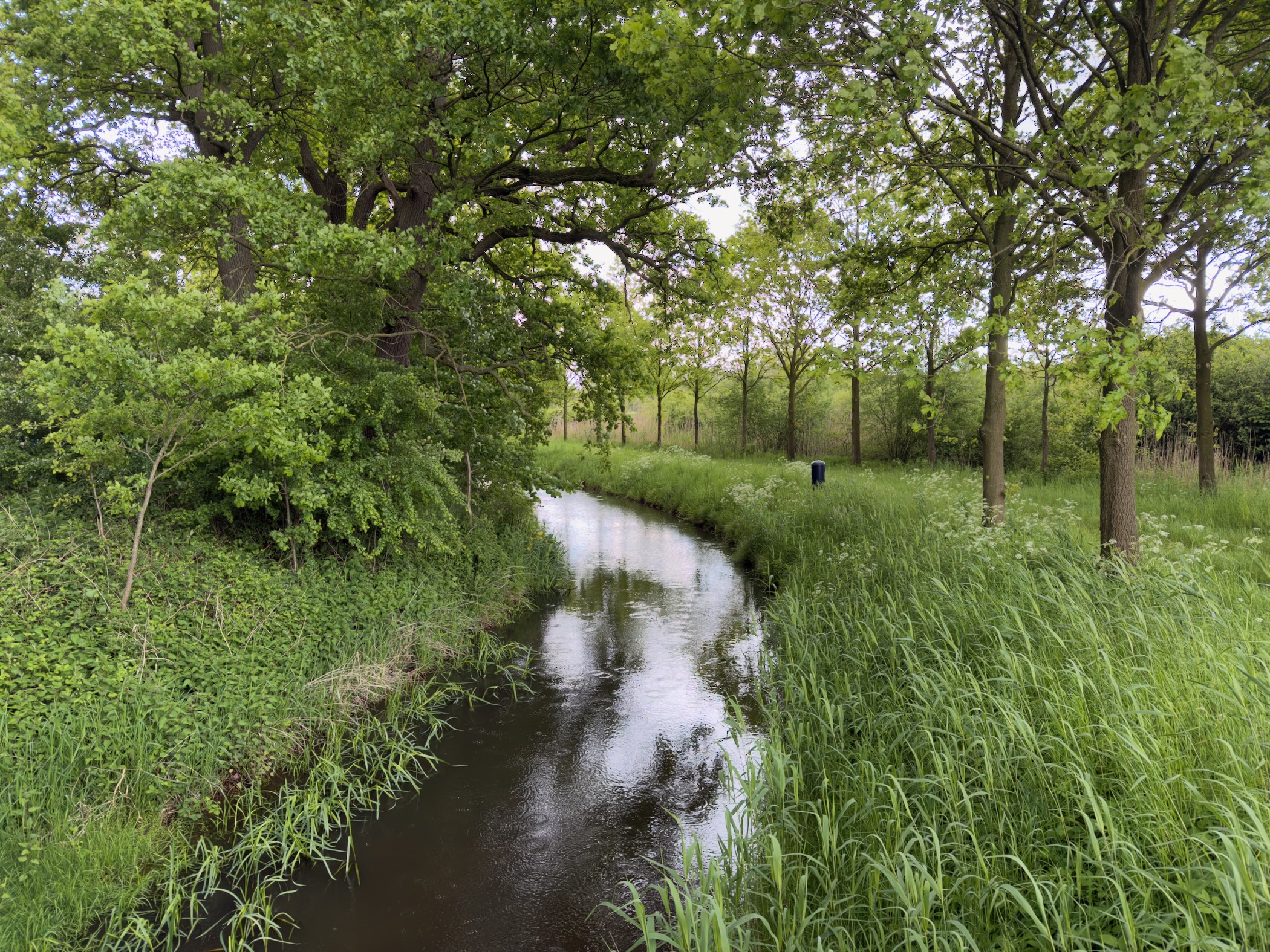 Restored meandering stream of the Regge flowing through dense green woodland