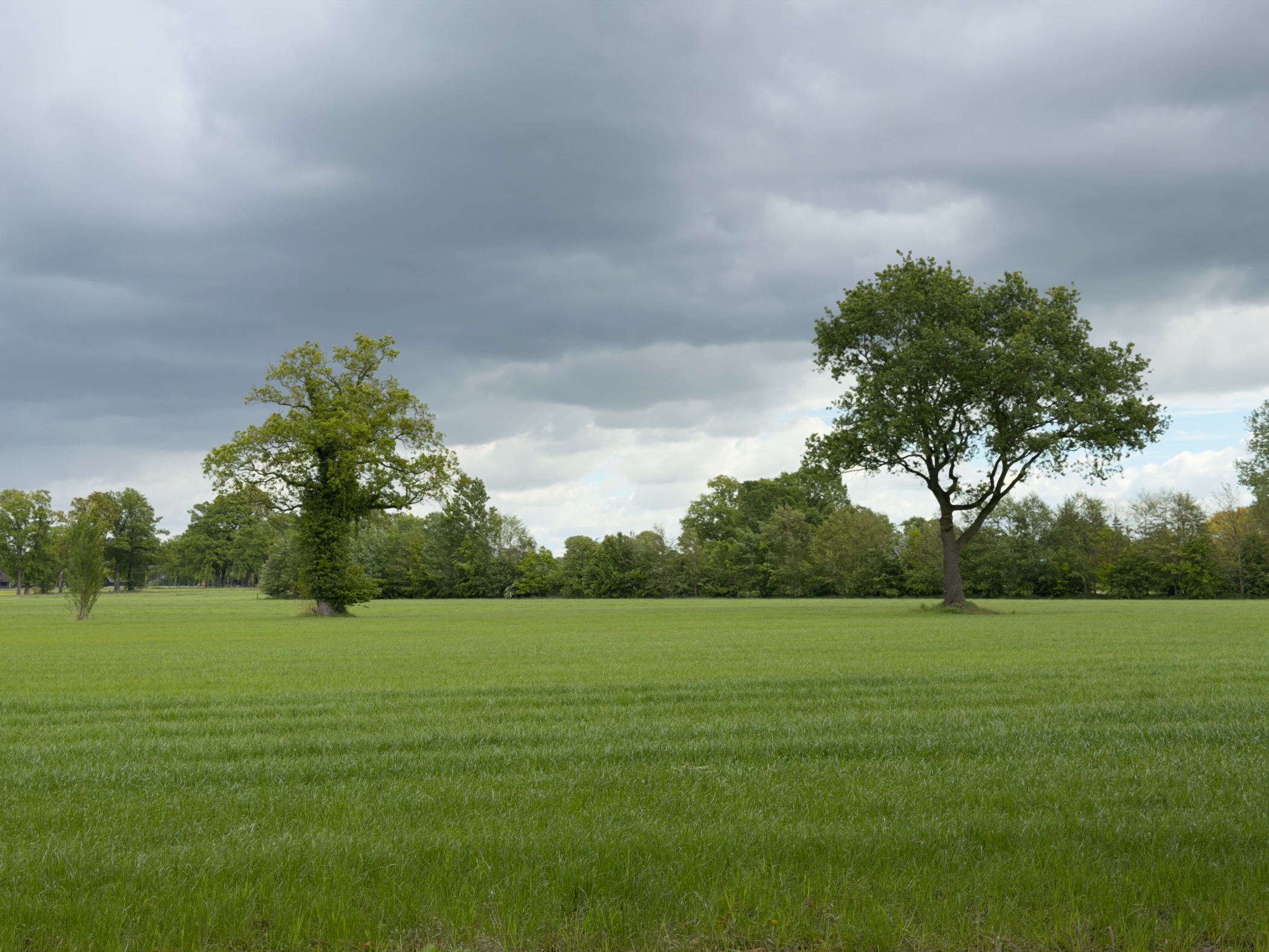 Two solitary oak trees standing in a wide open meadow under a brooding grey sky