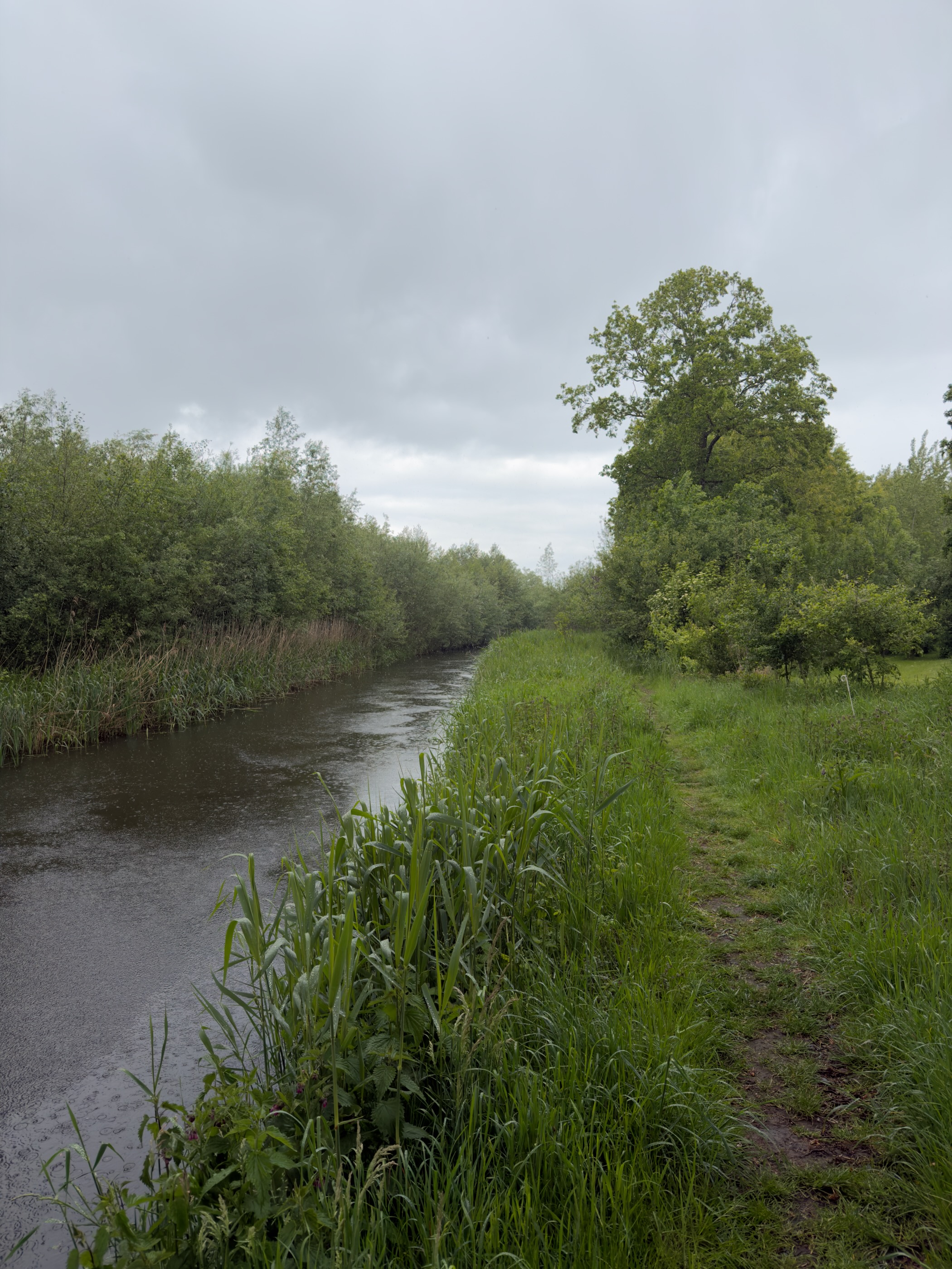 Slow-moving Regge stream lined with willow scrub and a solitary oak on the bank