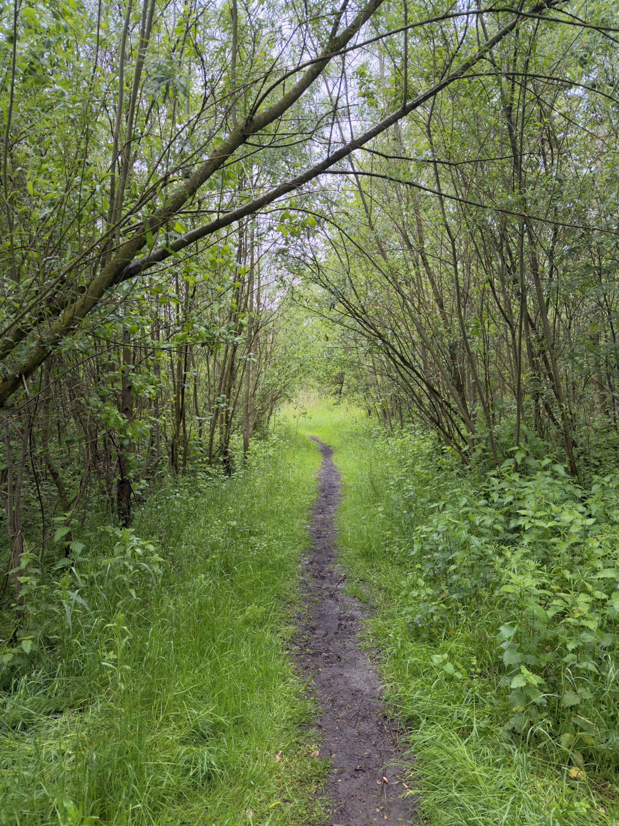 Narrow muddy path winding through dense young willows and undergrowth