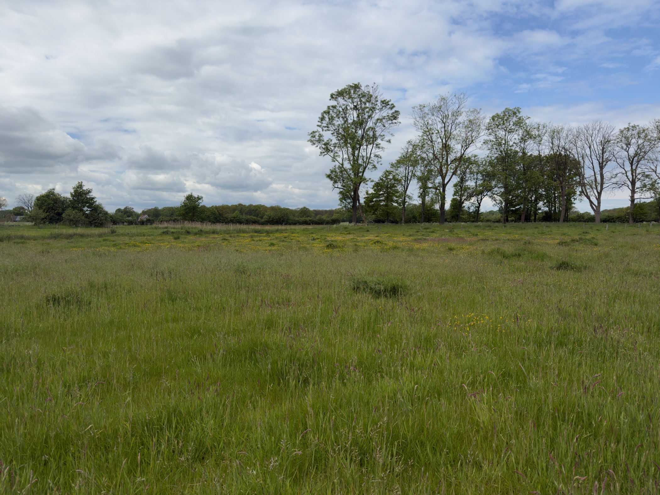 Open meadow with tussocky grass and a line of trees along the far edge
