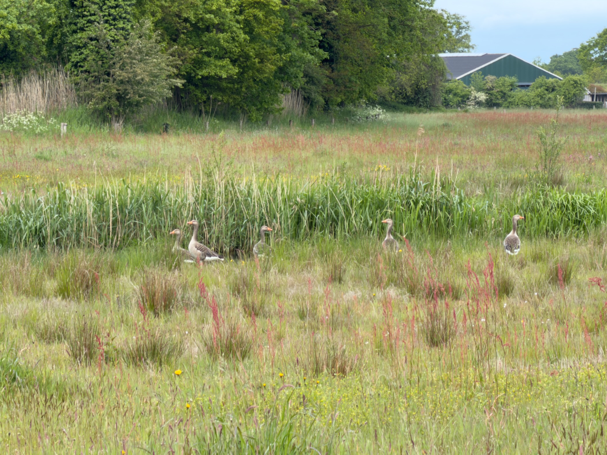 Family of greylag geese among tall grass and red sorrel near a farmstead