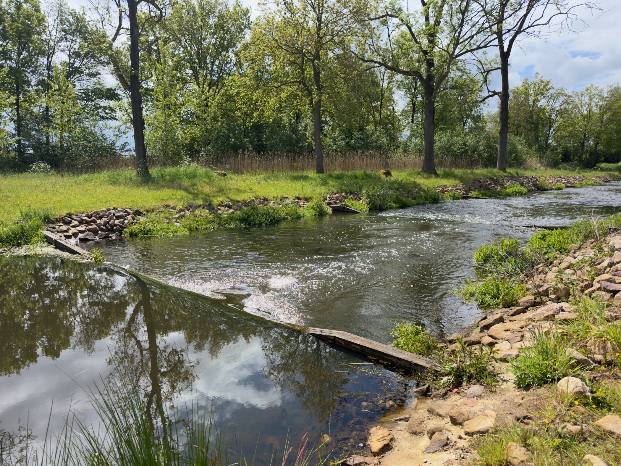Restored stretch of the Regge with rock weirs creating gentle rapids beneath oak trees