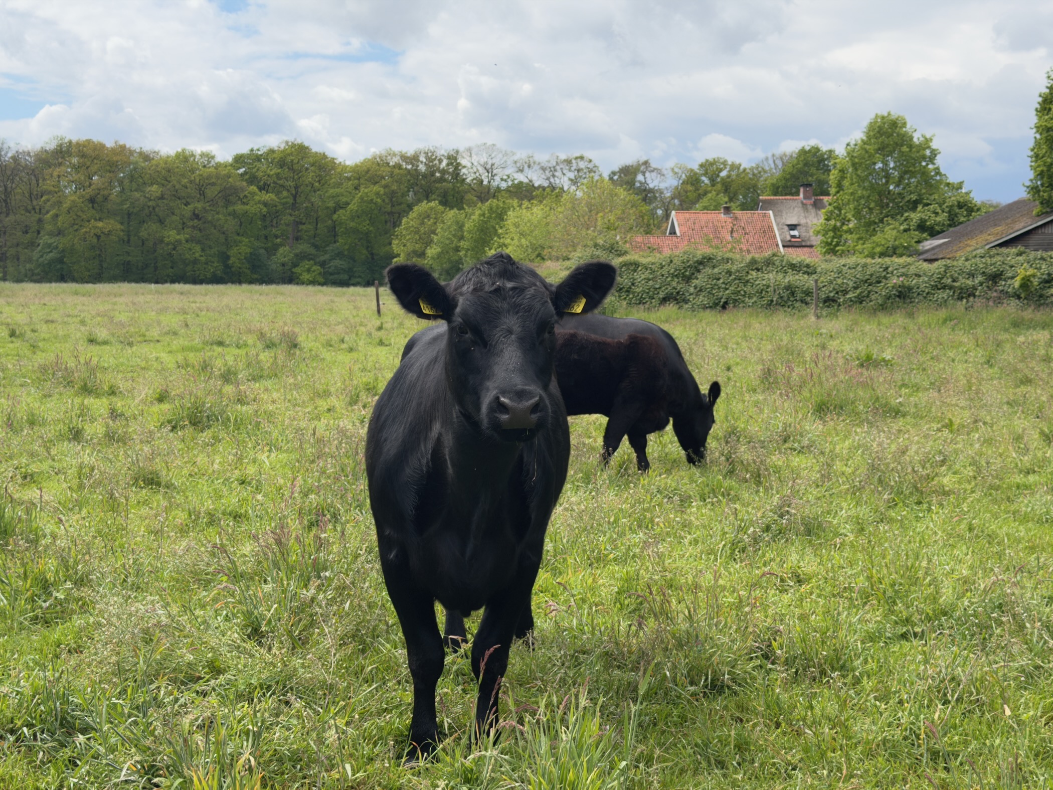 Black cow staring straight at the camera in a pasture with a farm behind
