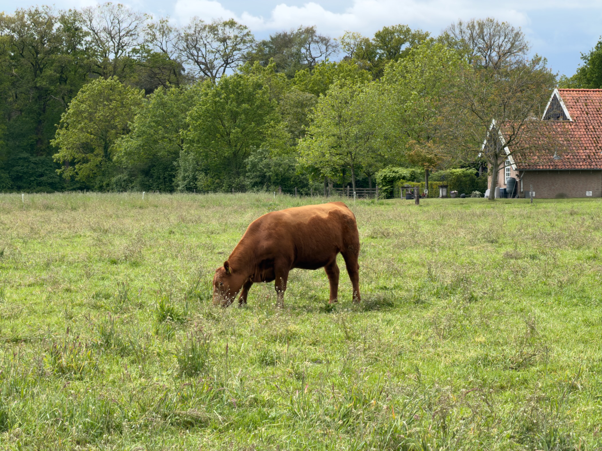 Reddish-brown beef cow grazing in a meadow with a tile-roofed farmhouse behind