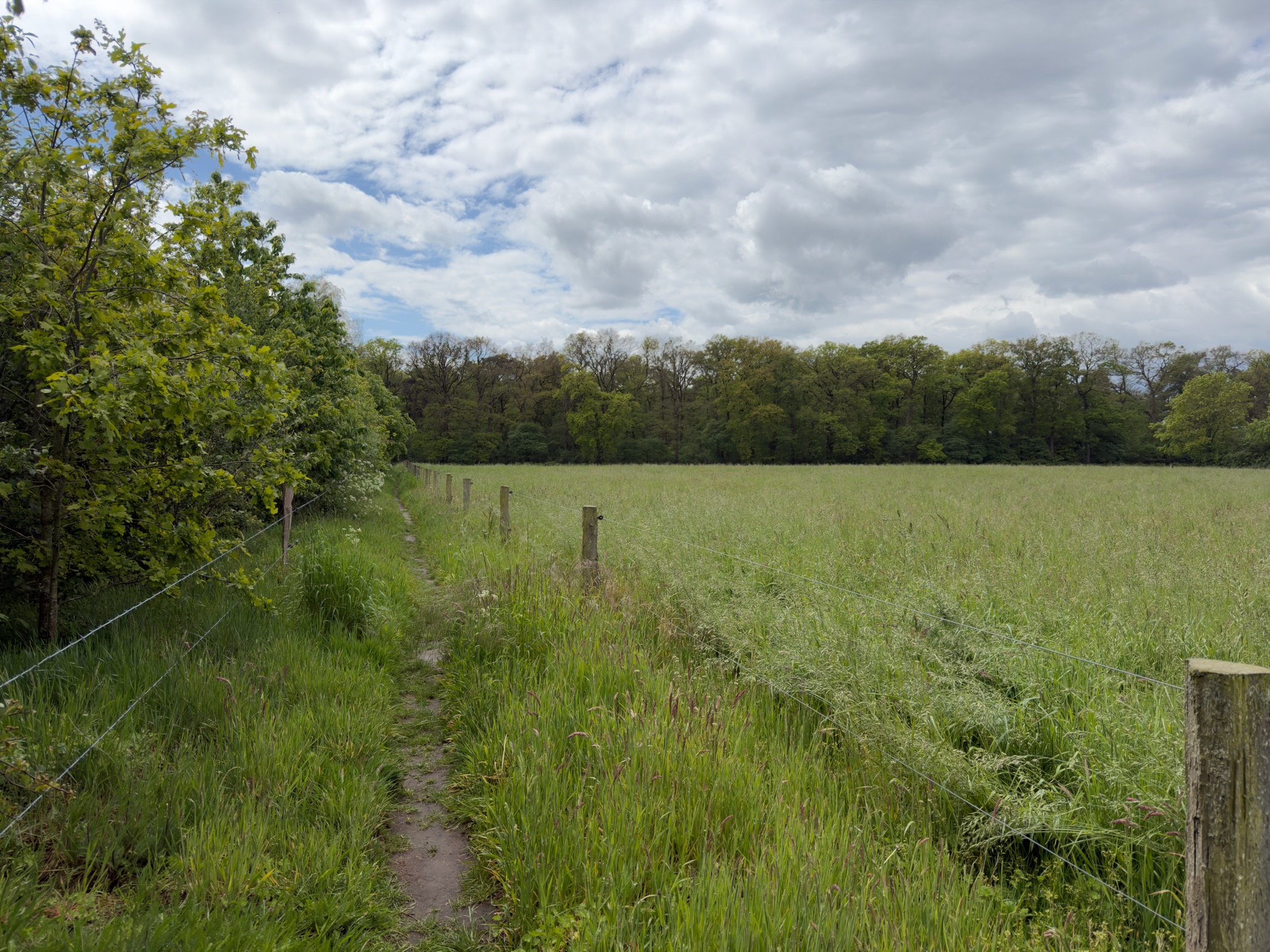 Narrow trodden path along a wire fence with meadow on one side and woodland beyond