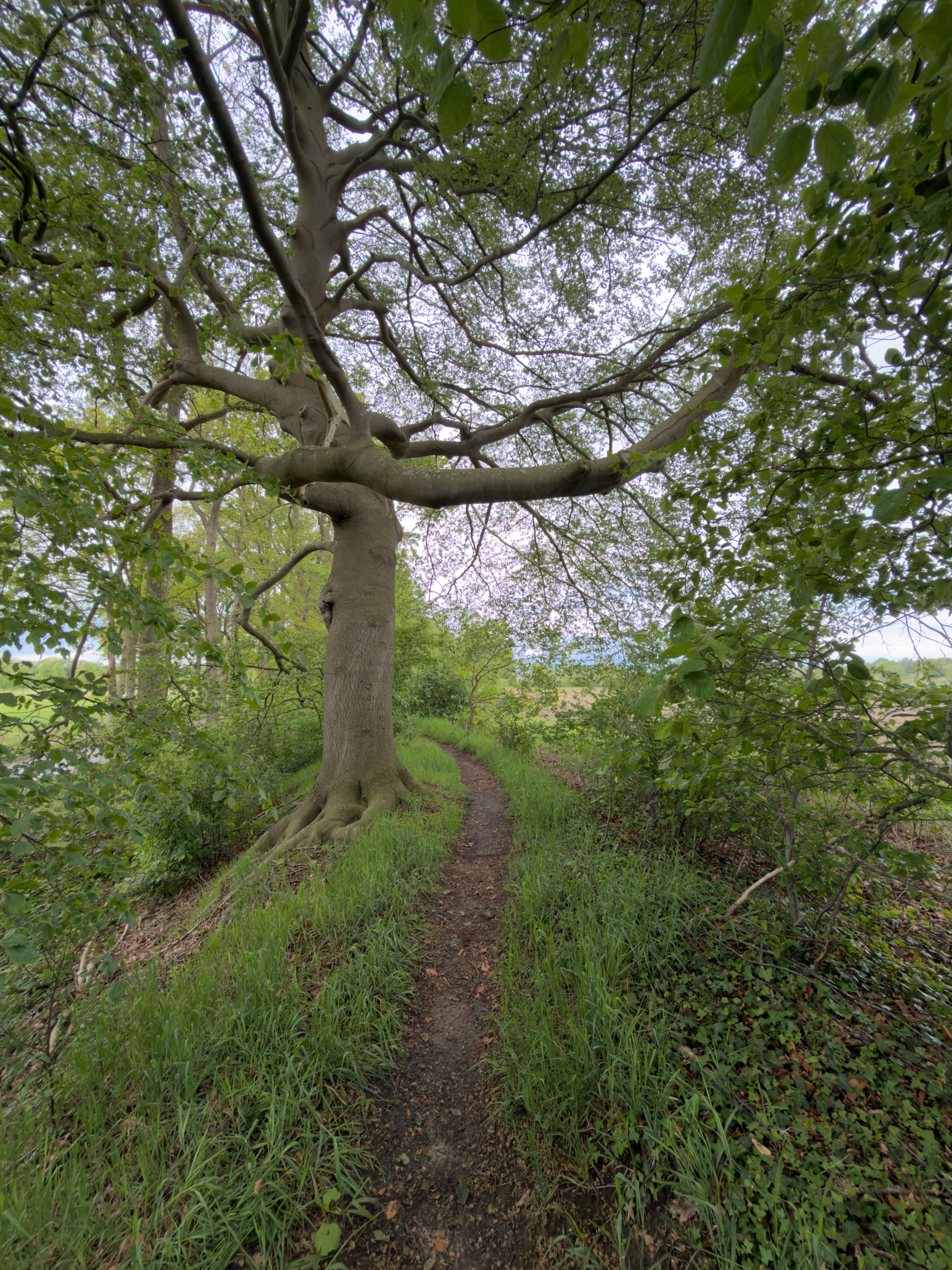Old beech tree with sprawling branches overhanging the footpath on a low ridge