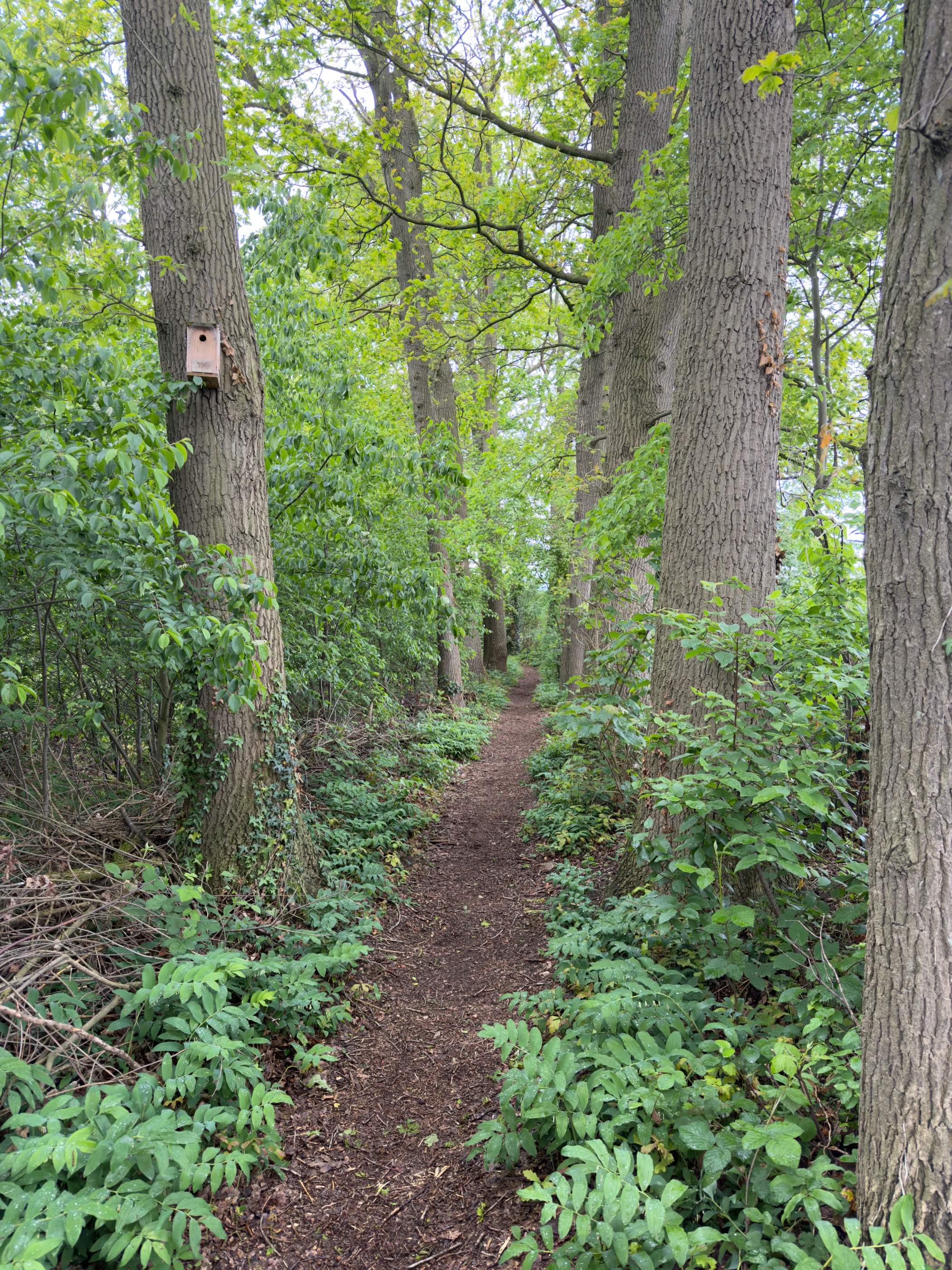 Footpath through deciduous wood lined with mature oak trunks and a wooden nest box