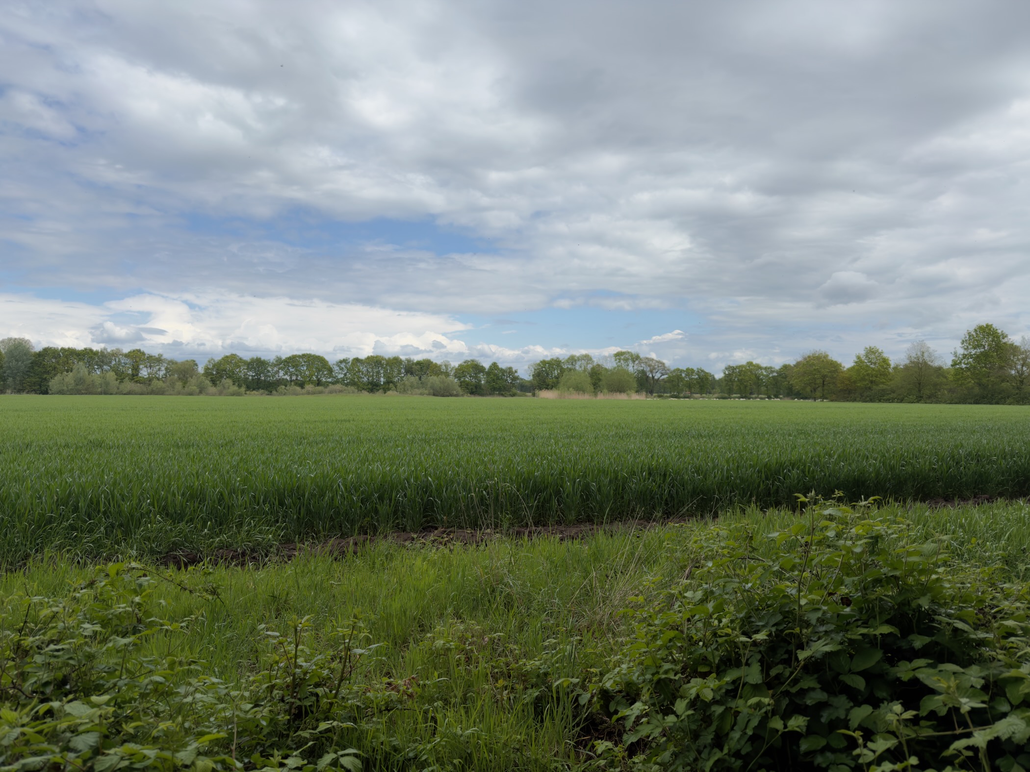 Wide field of green cereal crop bordered by hedge and trees under a bright cloudy sky