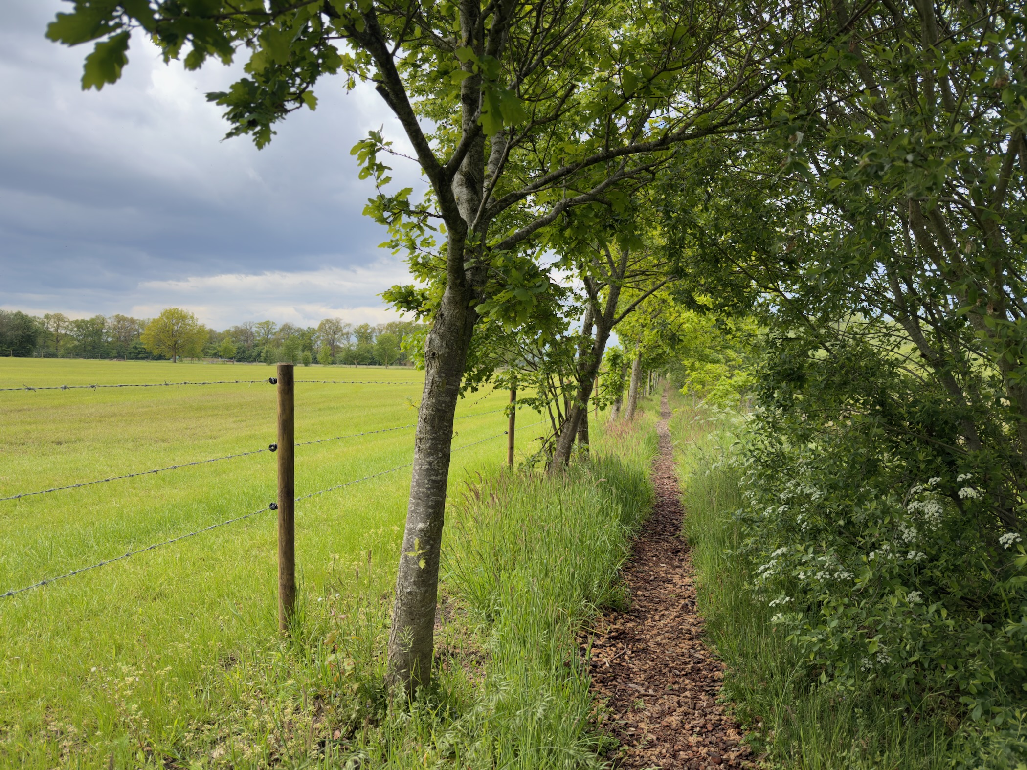 Footpath lined by young trees on the right and a wire fence beside meadow on the left