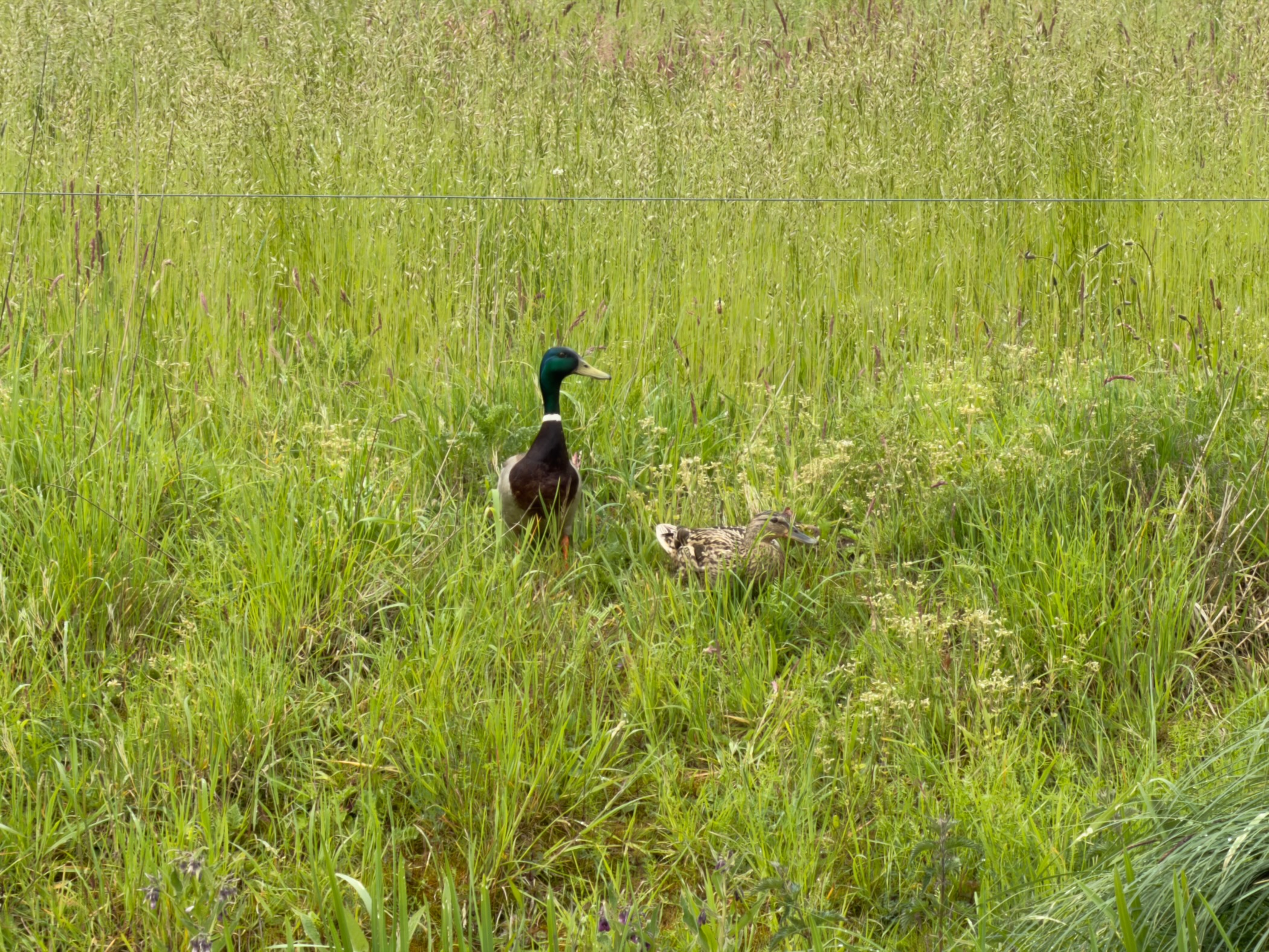 Mallard drake and hen standing in tall meadow grass behind a wire fence