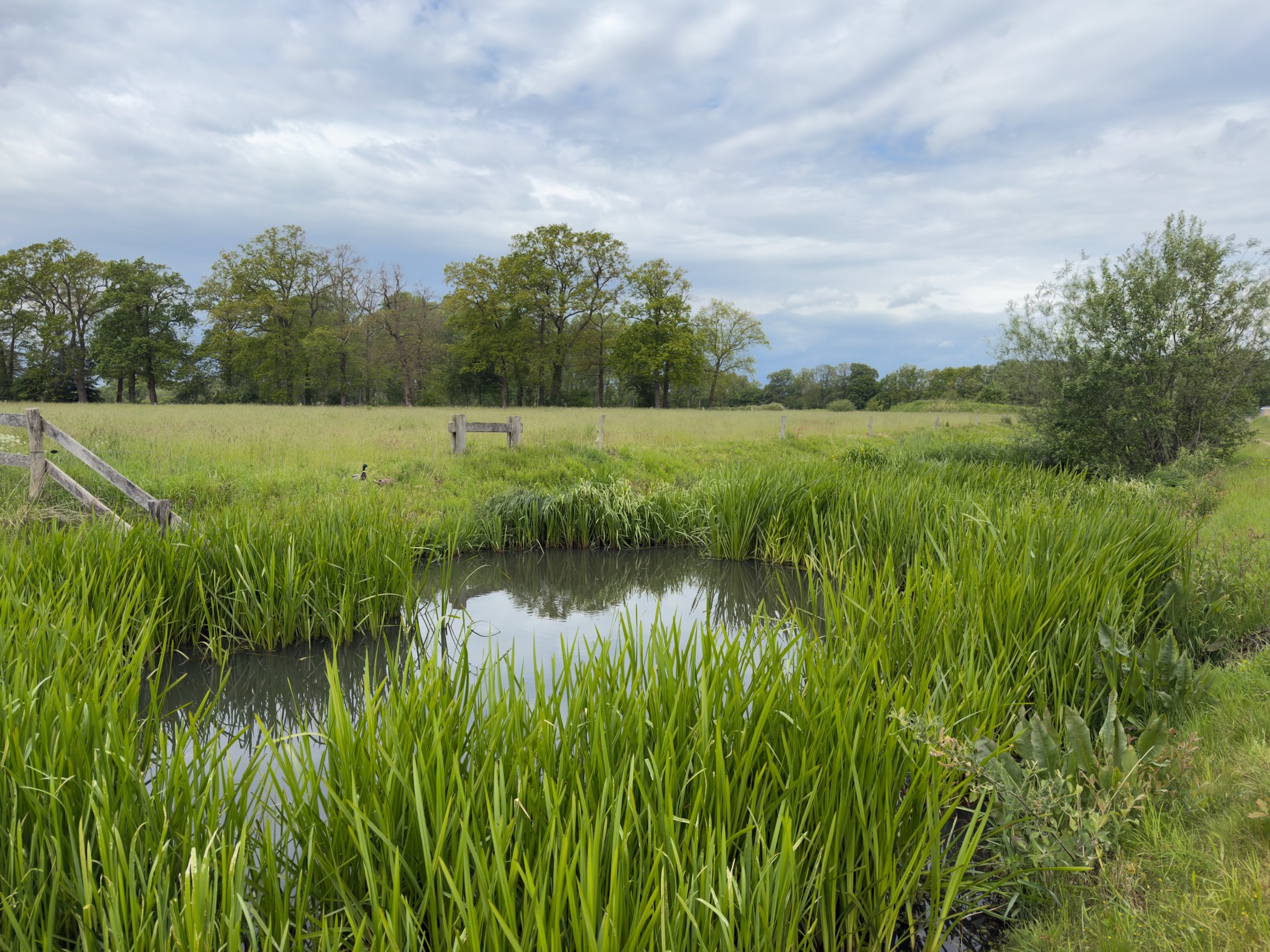 Small reed-fringed pond in a meadow beside an old wooden gate, with trees in the distance