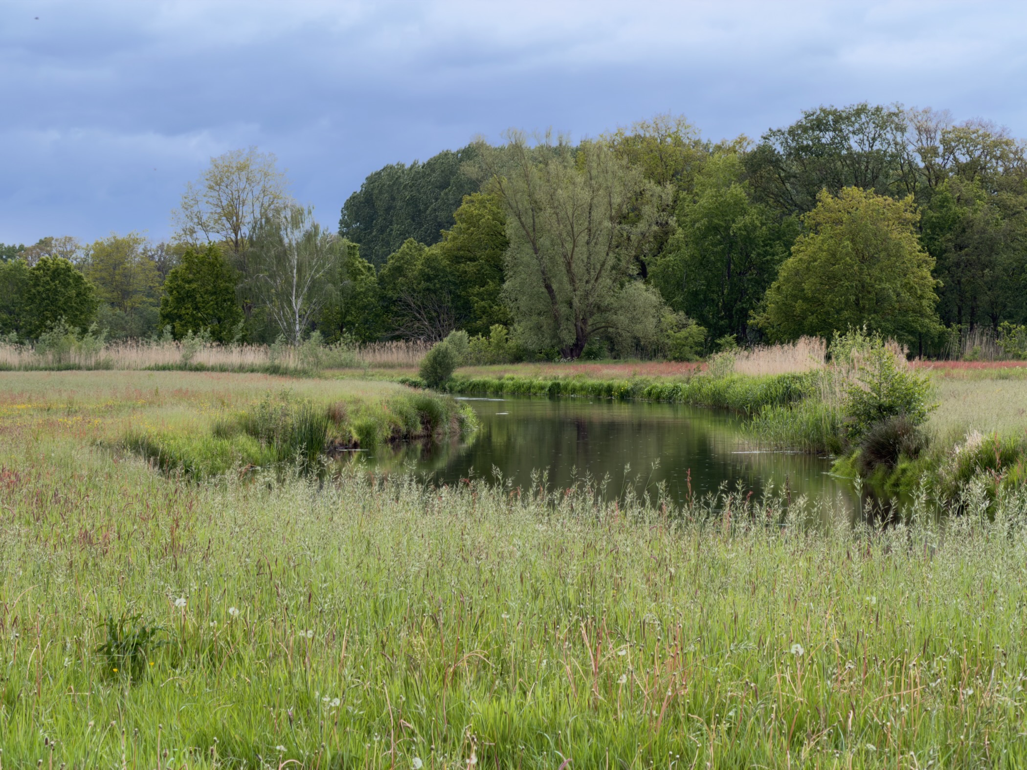 Curve of the Regge stream through reed-fringed meadow with willows on the far bank