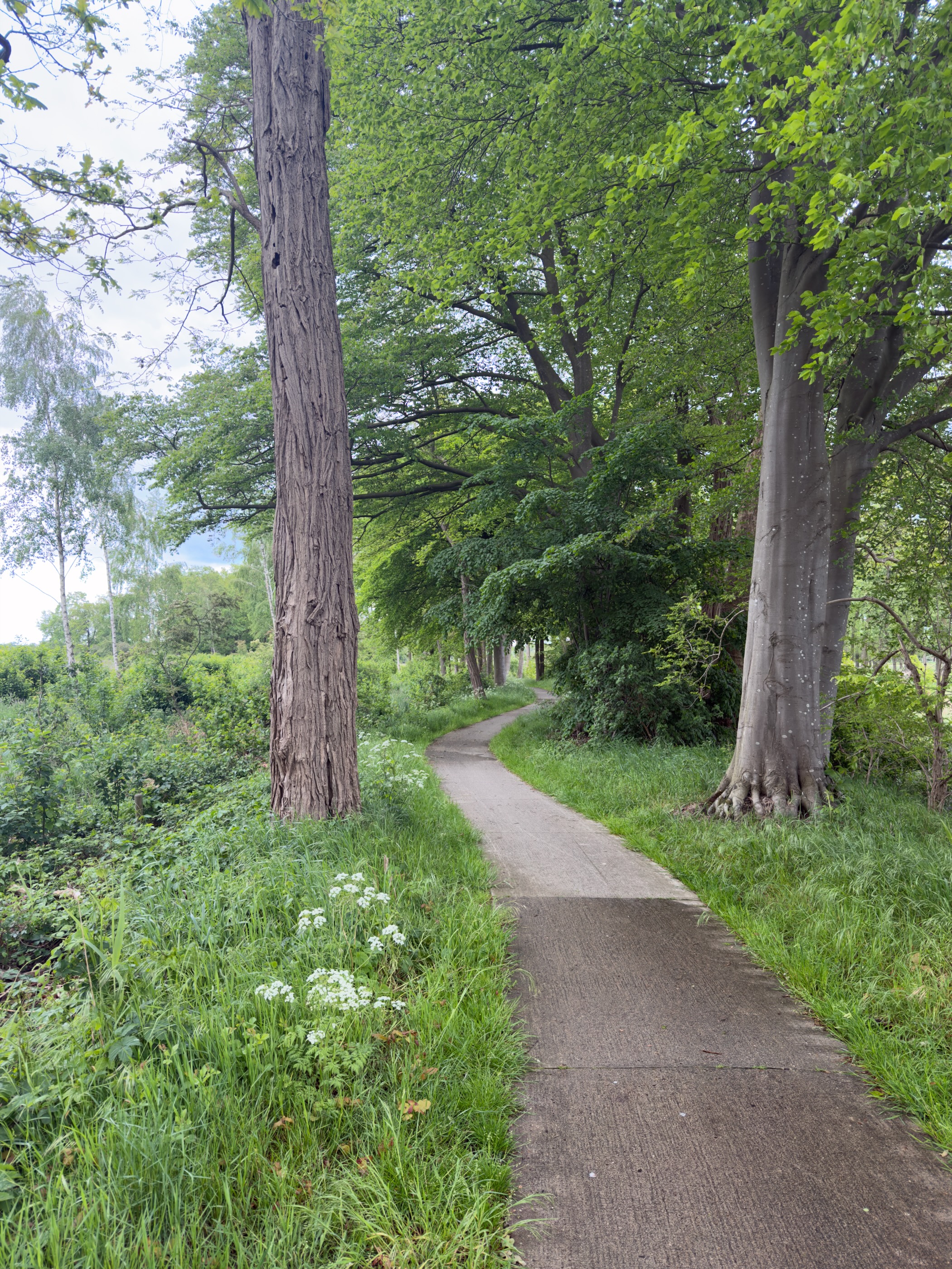 Paved path between a tall cedar and a mature beech under a fresh green canopy