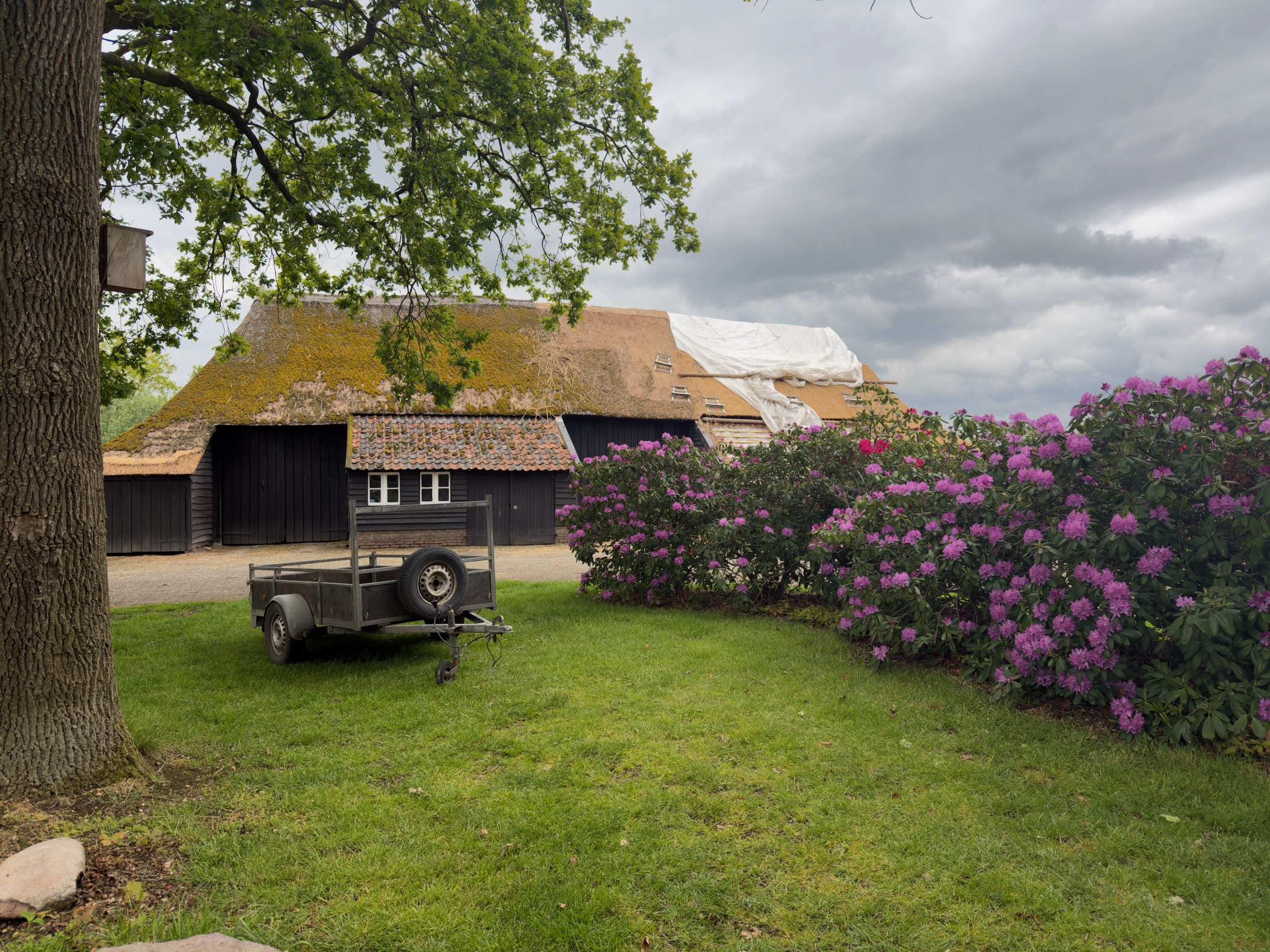 Thatched and tiled Twente farmhouse with a rhododendron in full pink bloom and a small trailer in the yard